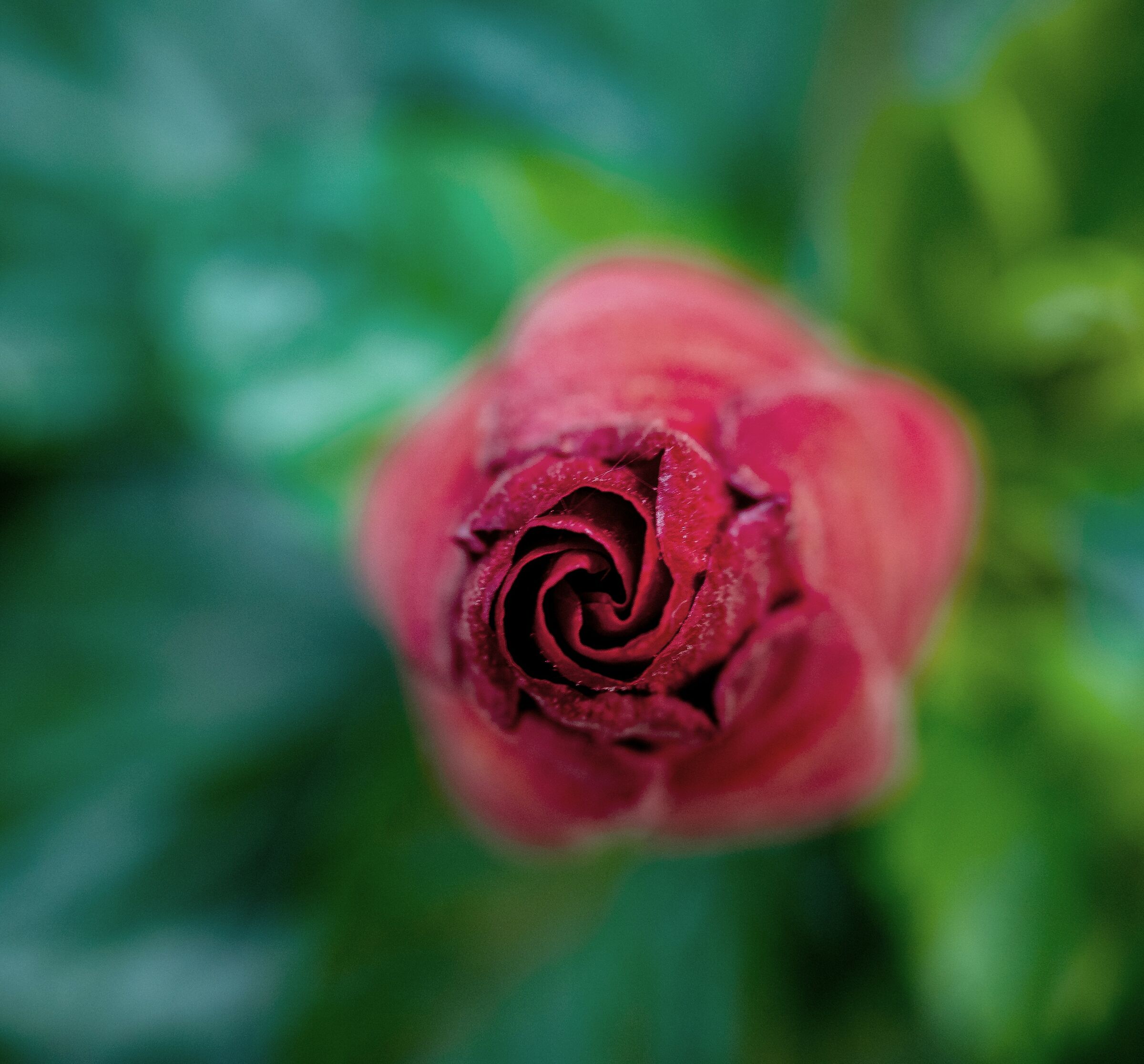 The Birth of a Hibiscus
