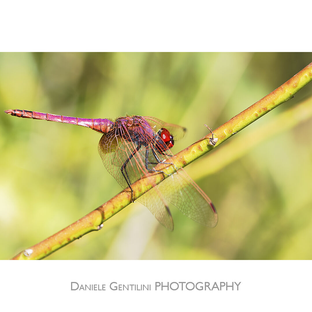 Dragonfly
