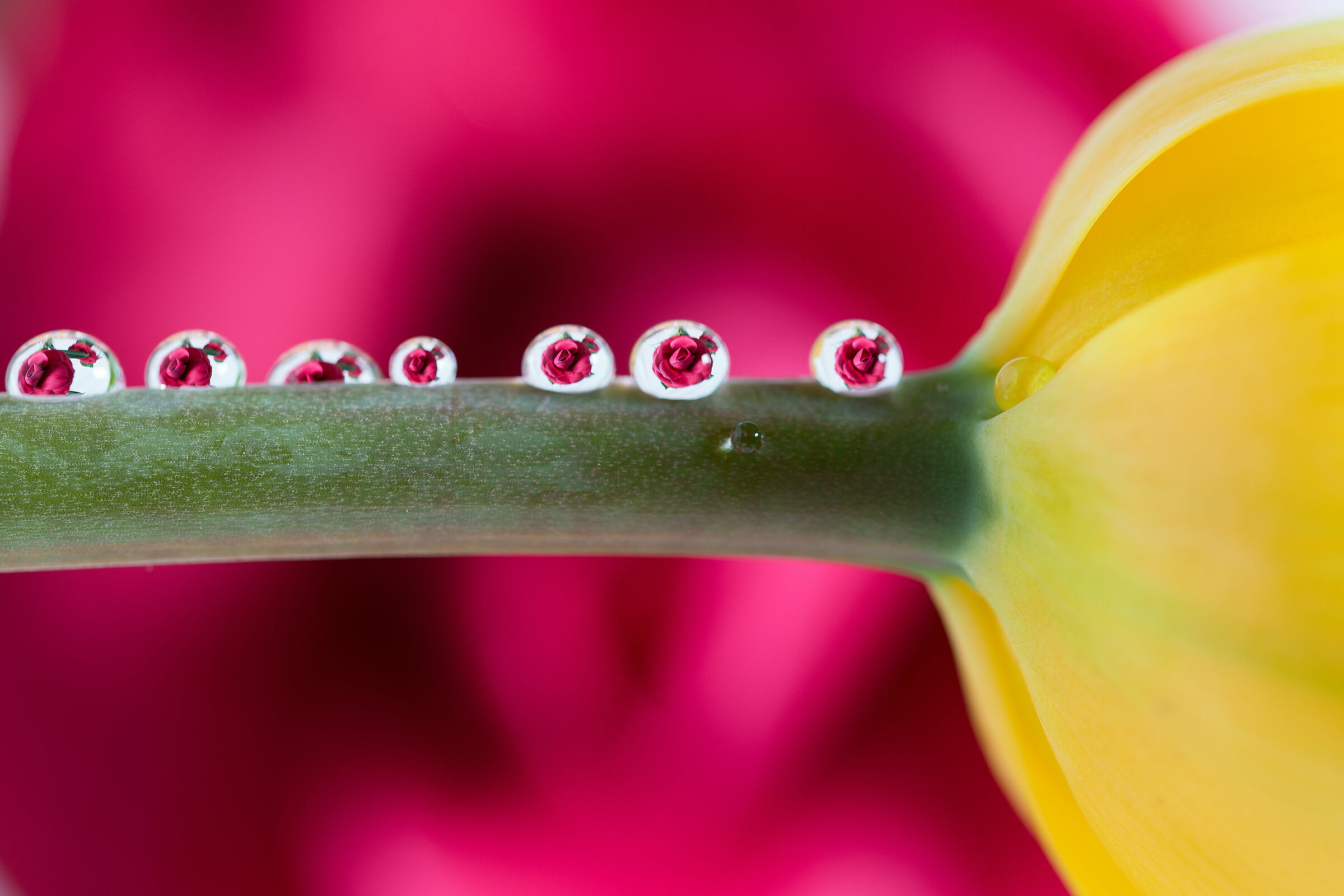 Drops of "Camelia"