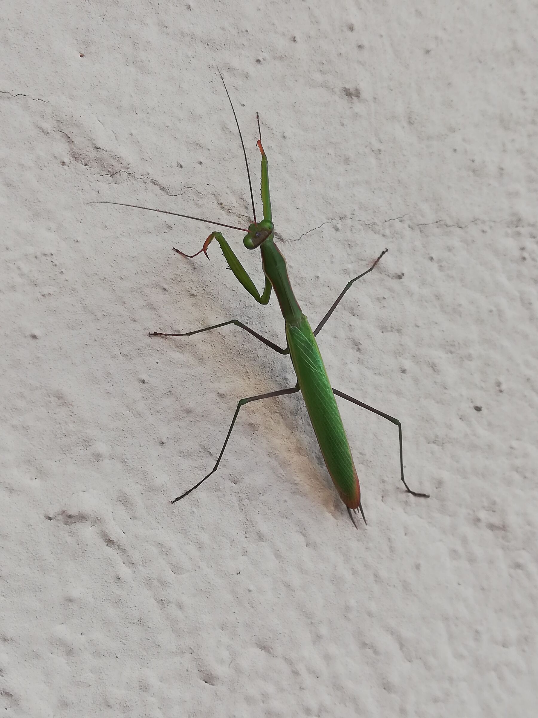 Praying mantis
