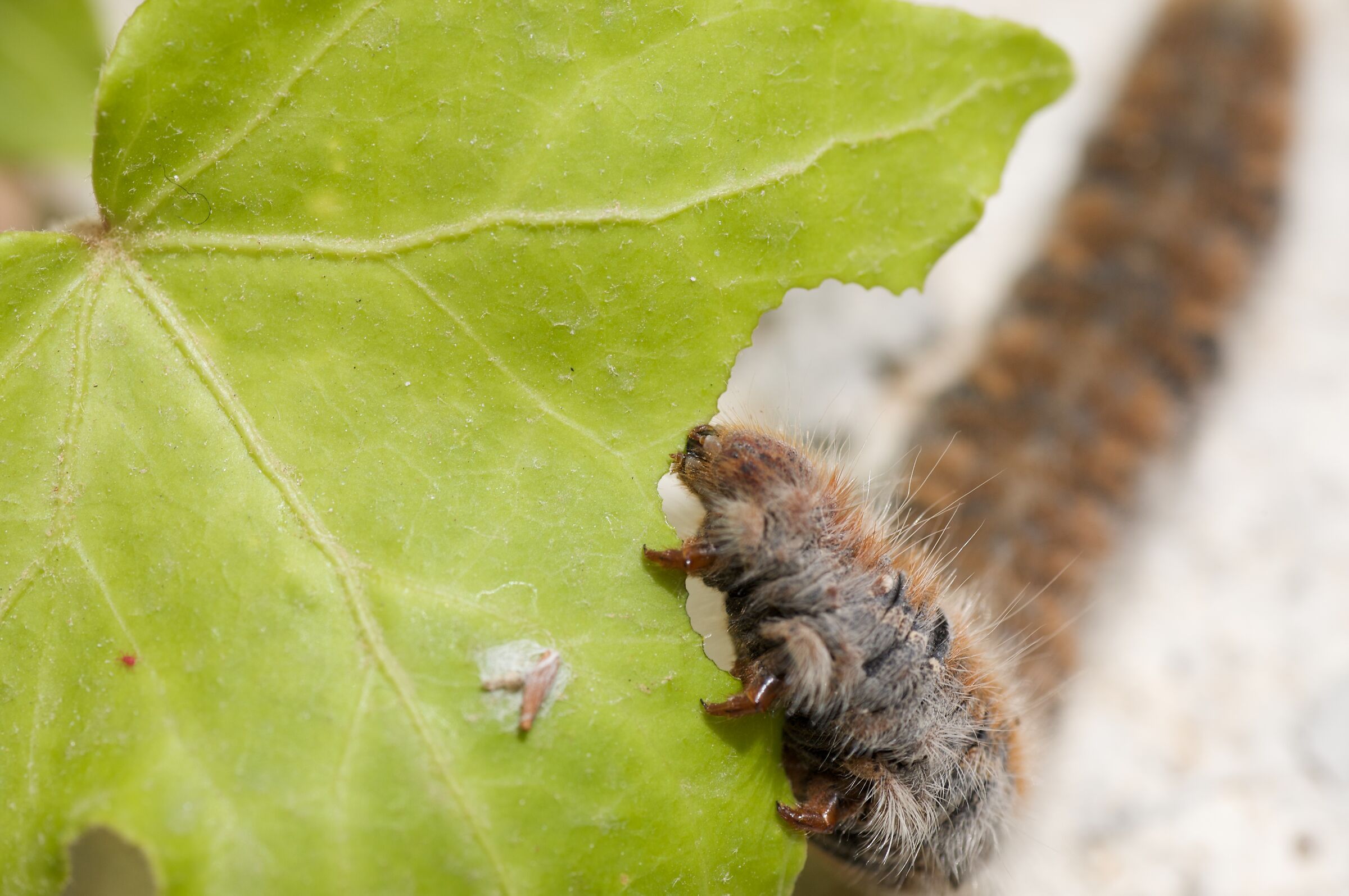 .... I ate the leaf!