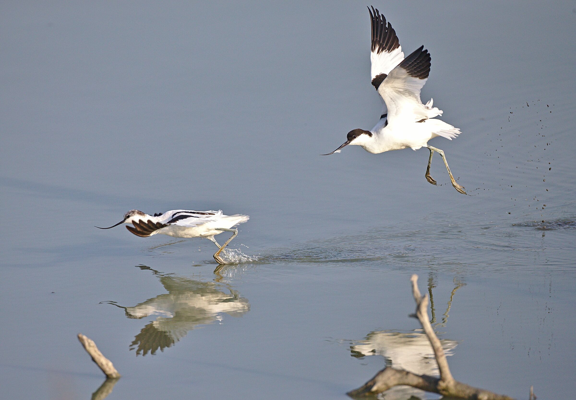 Avocetta running away