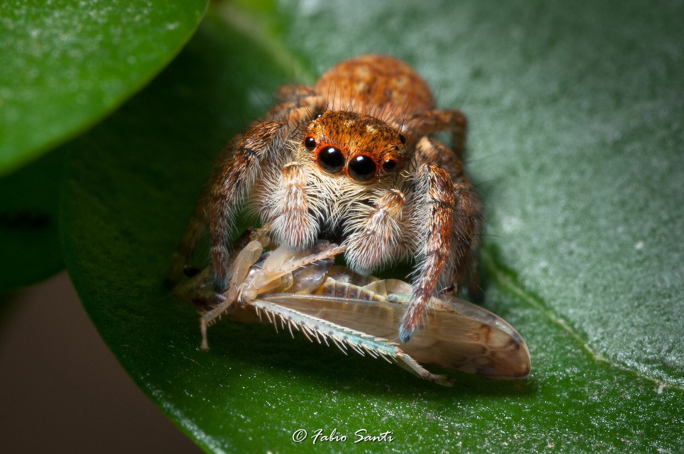 Philaeus chrysops femmina