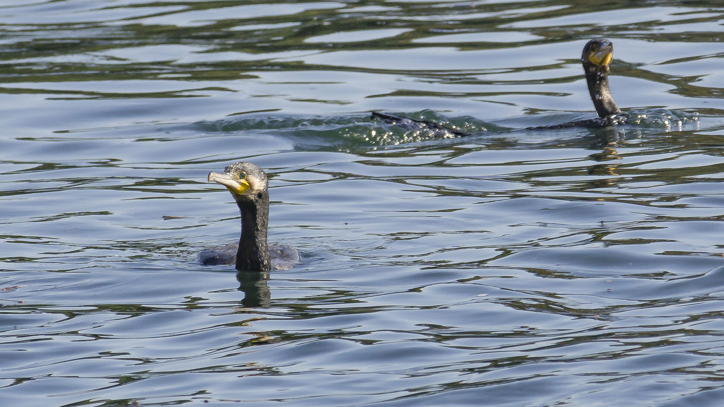 Coppia di cormorani