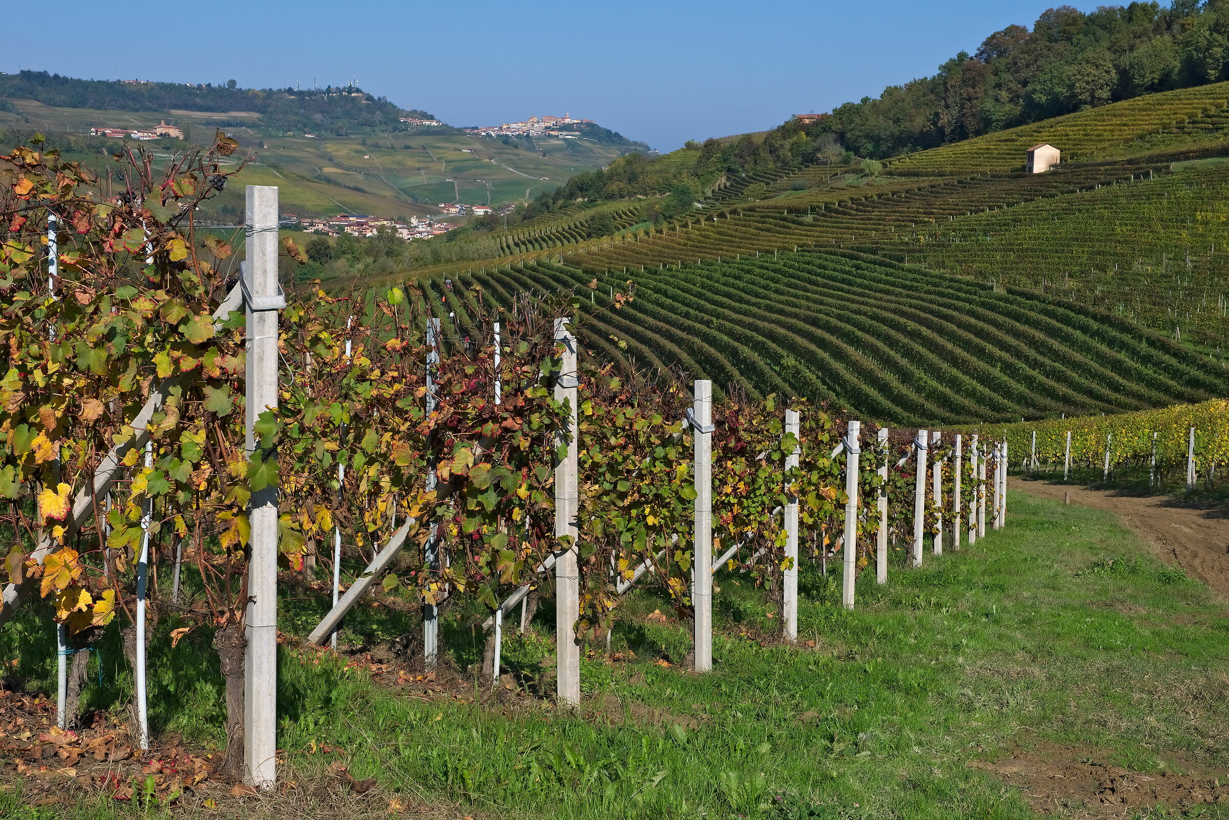 Autumn in the Vineyard 1