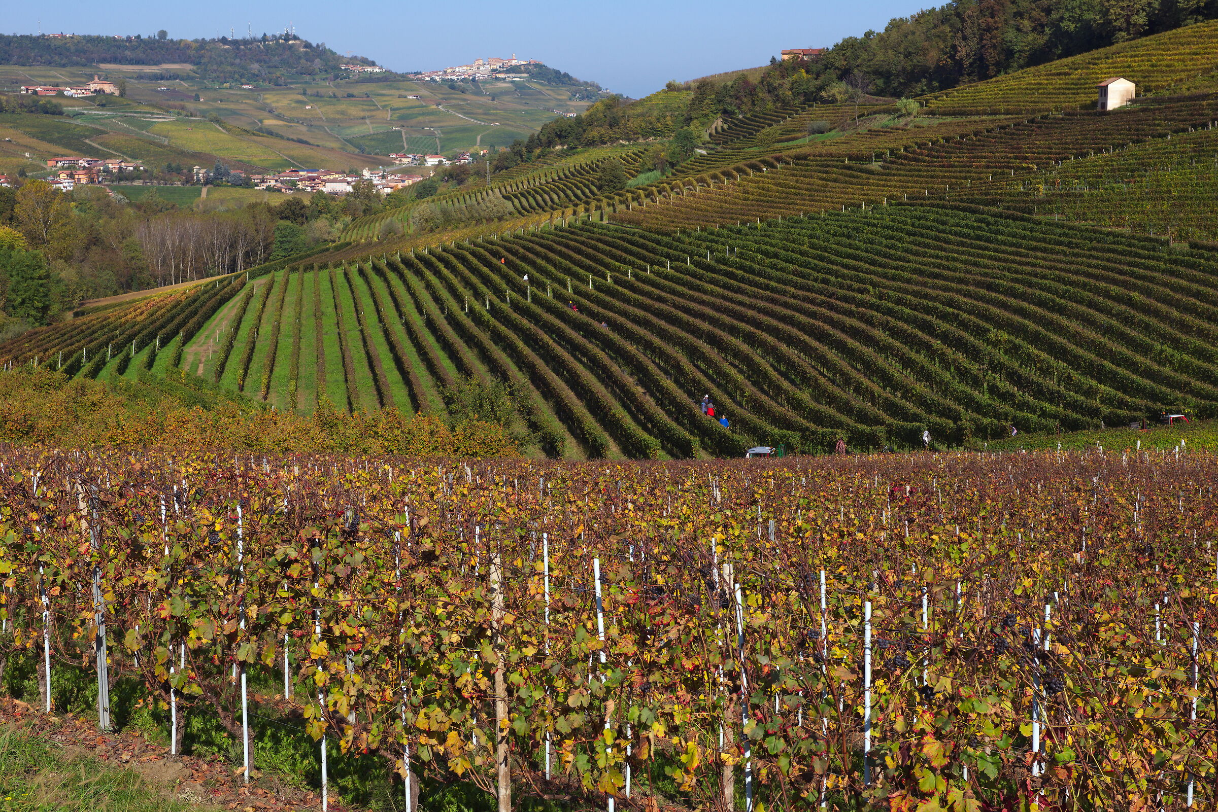 Autumn in the Vineyard 2