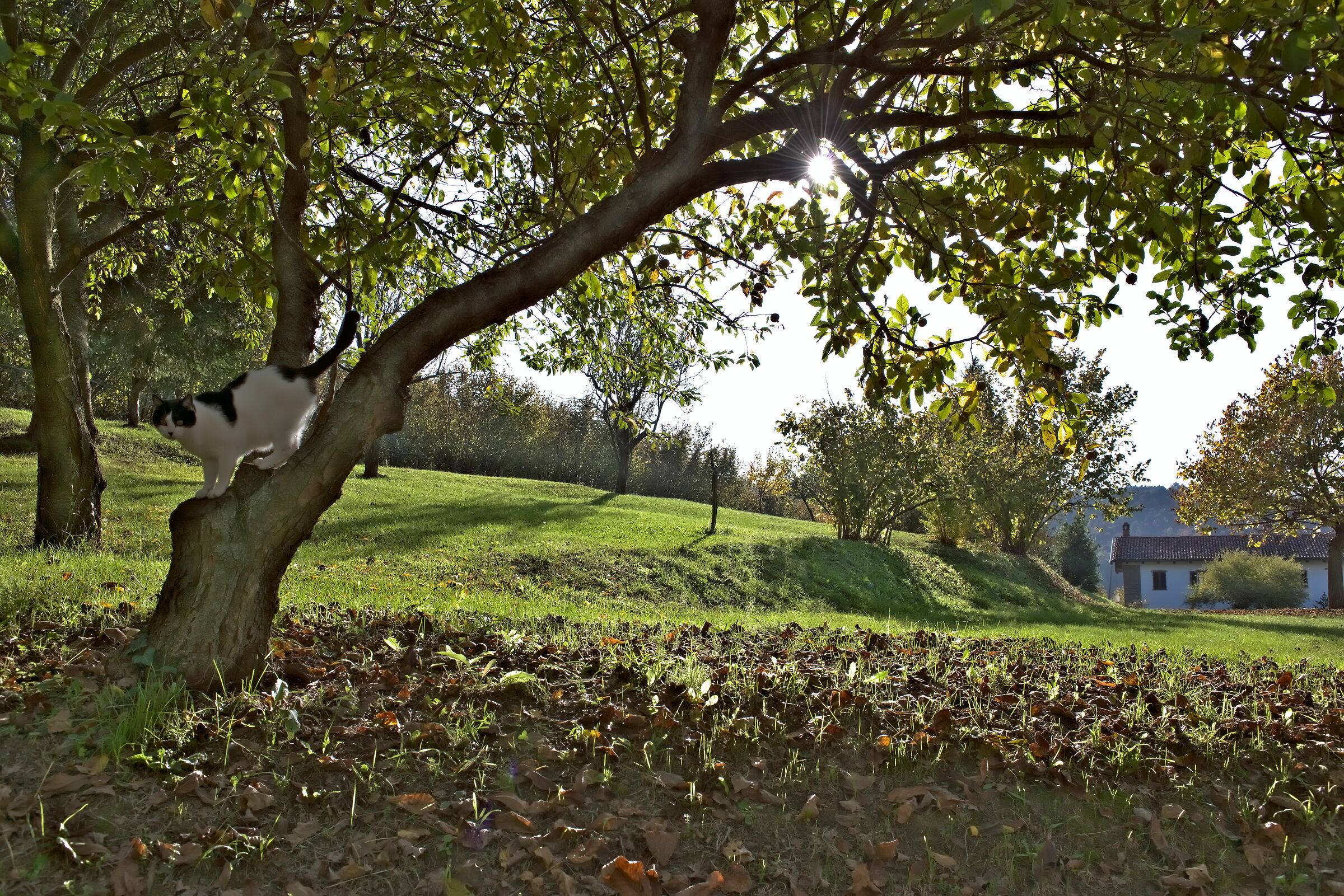 Doha on Nespolo in Backlight