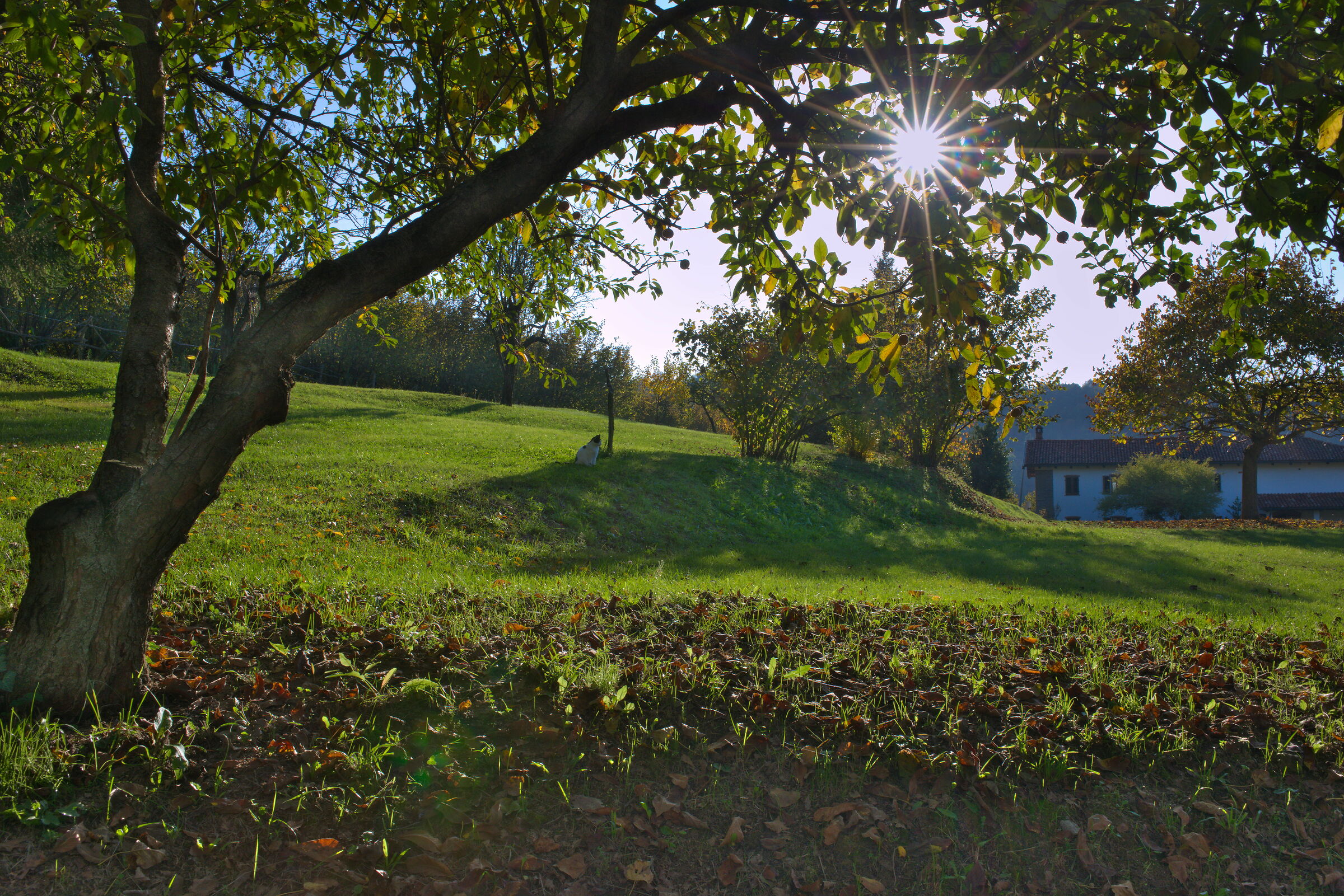 Nespolo in Backlight