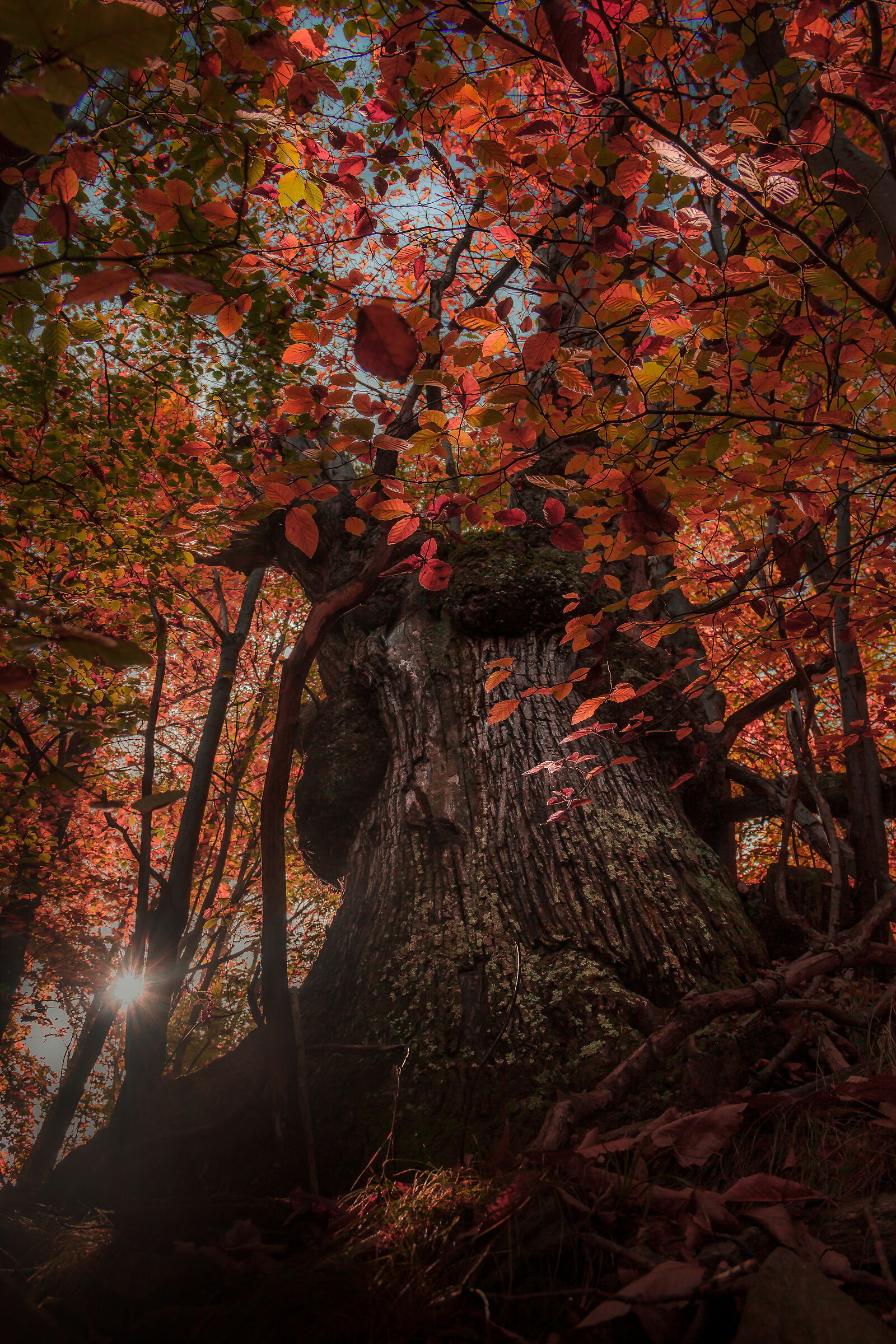 Foglie in partenza..