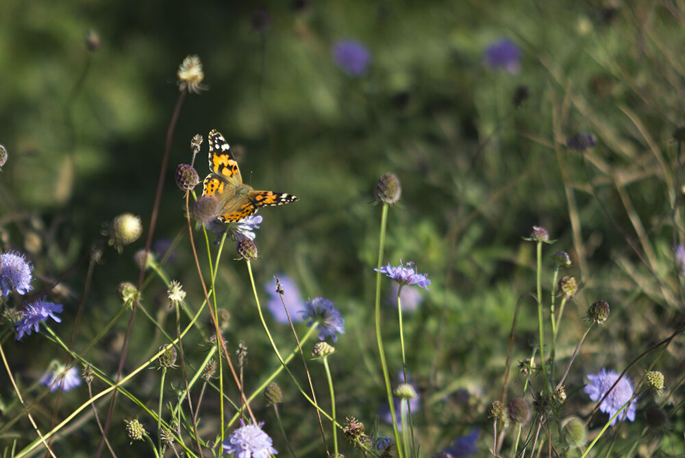 Autumn Flora and Fauna