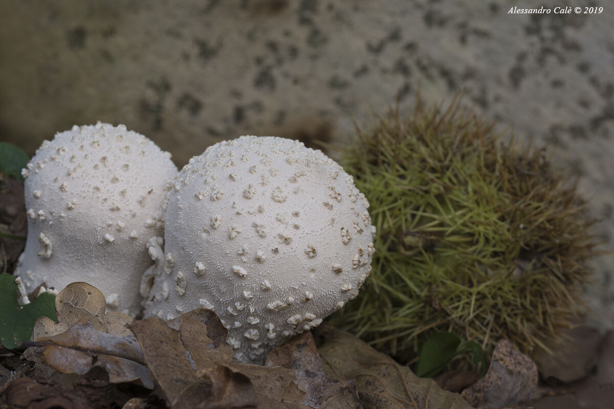 Lycoperdon 5227