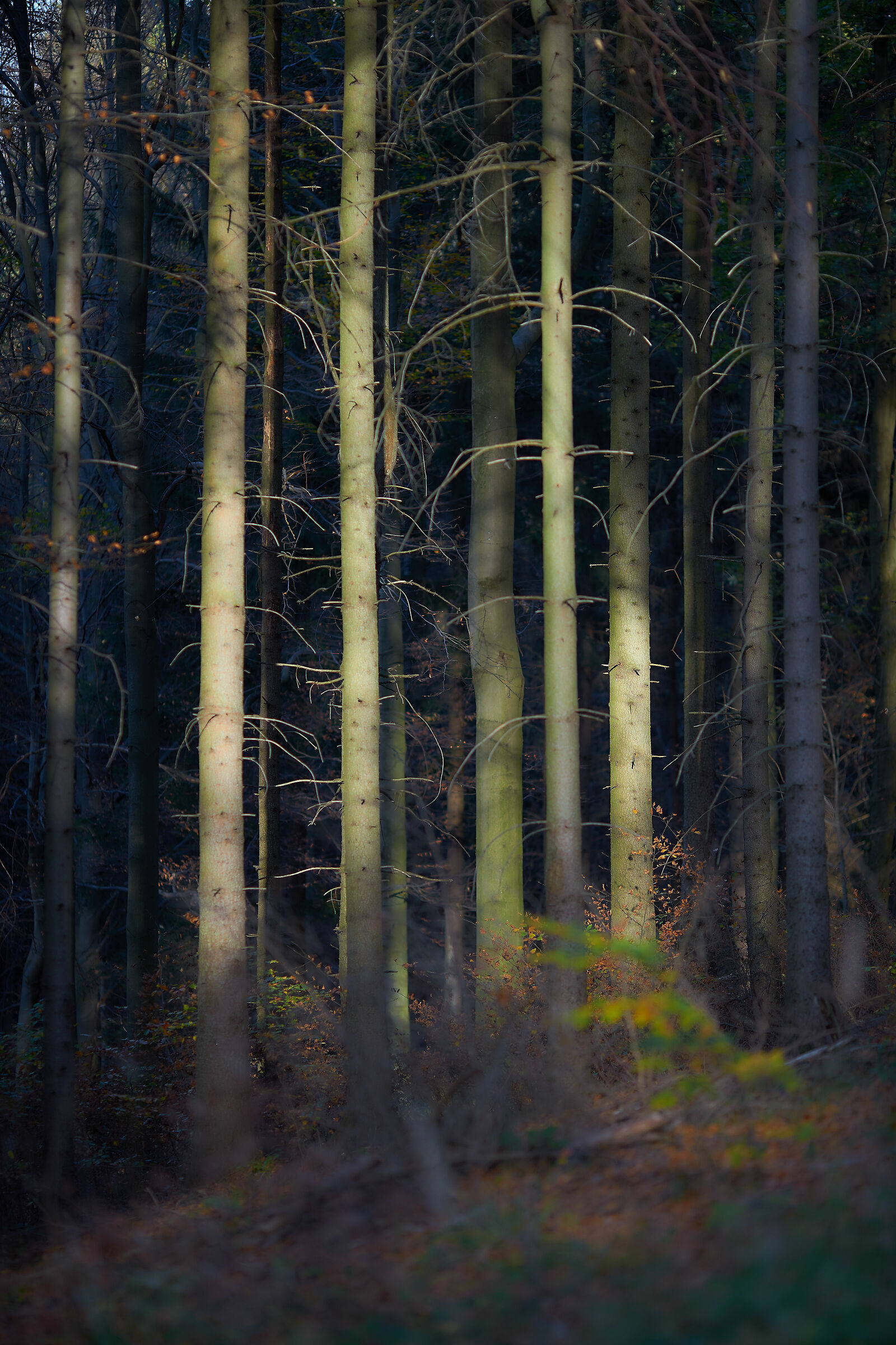 Autunm in the mountains