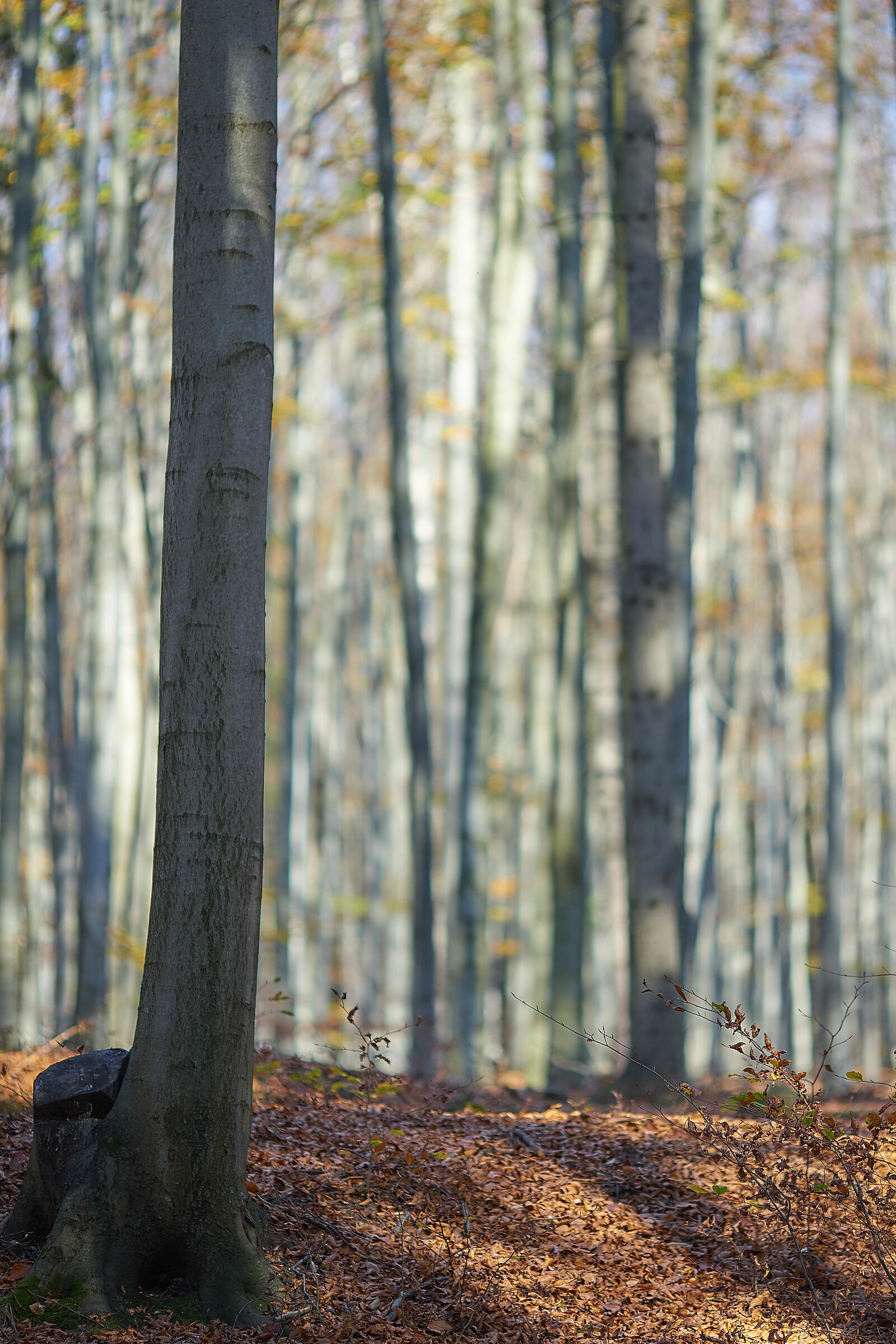 Autunm in the mountains 1