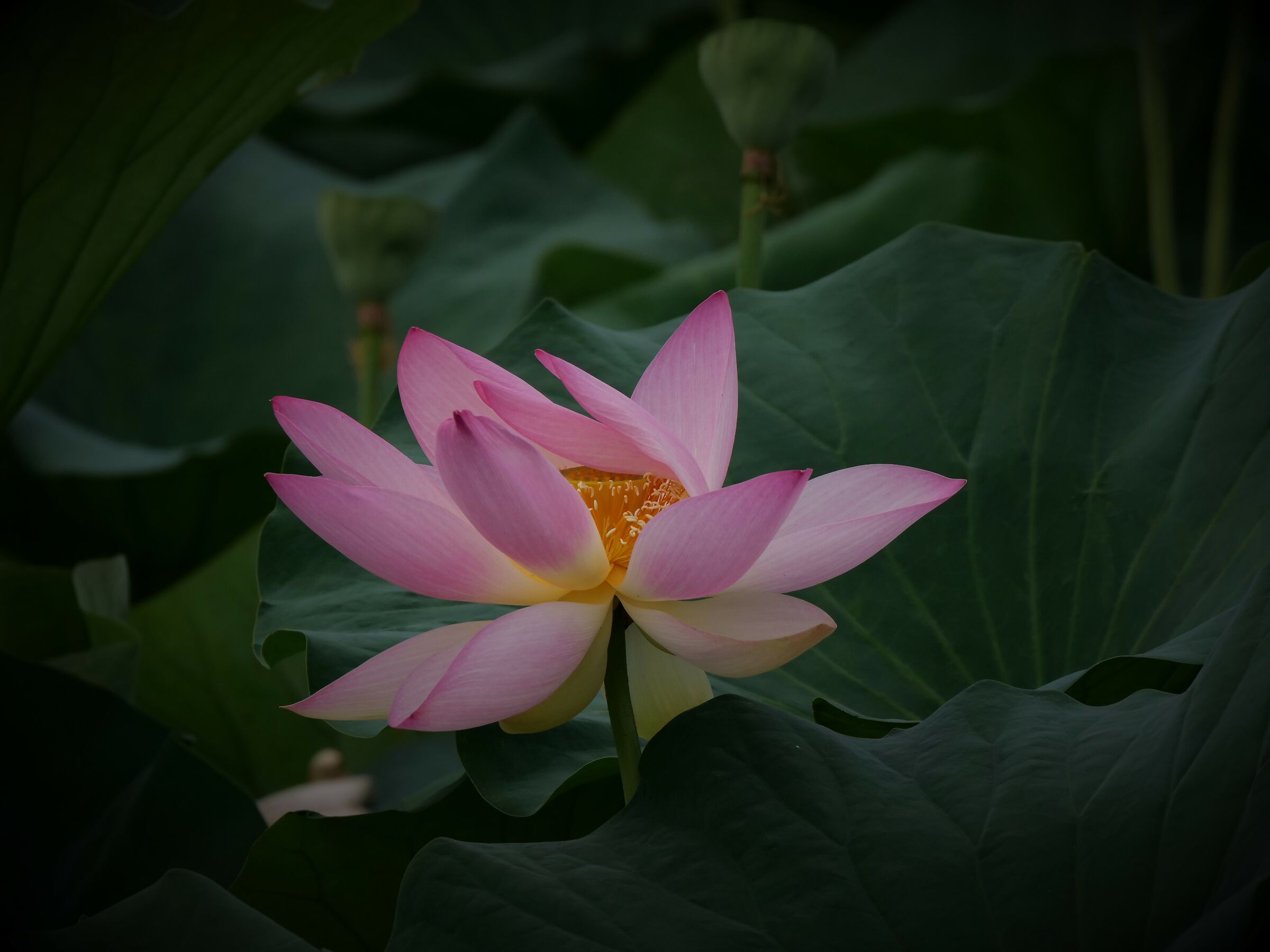 Lotus Flower