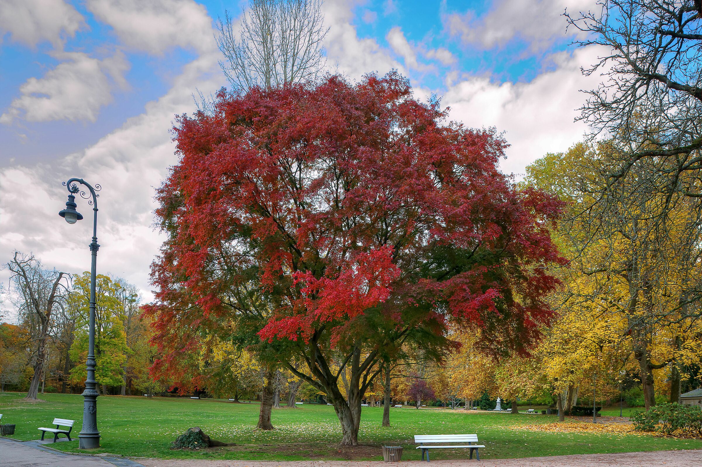 Fall in the Park; Wiesbaden, Germany