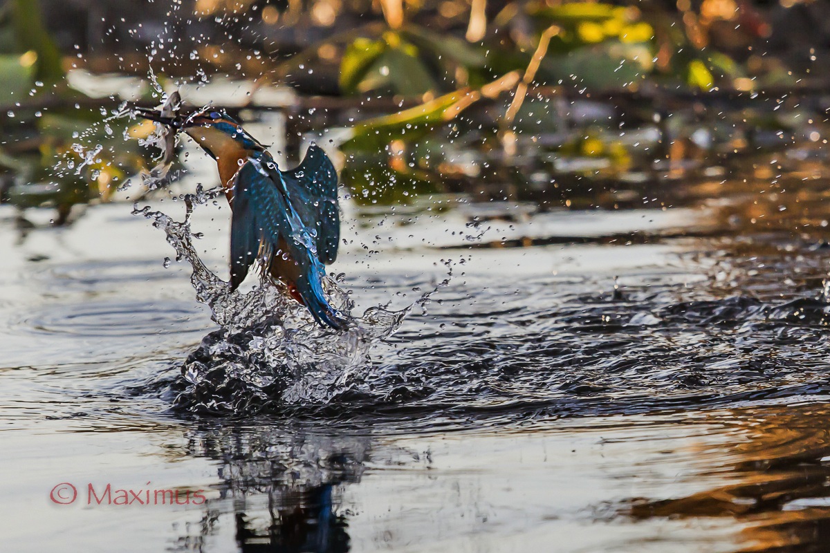 ... the king fisher ... revenge