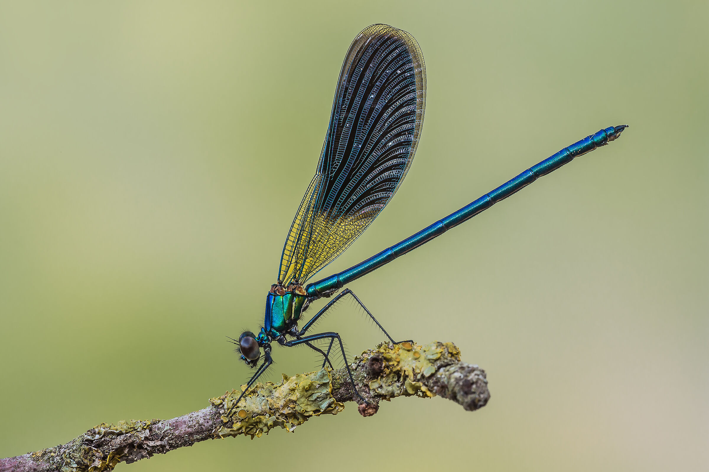 Calopteryx