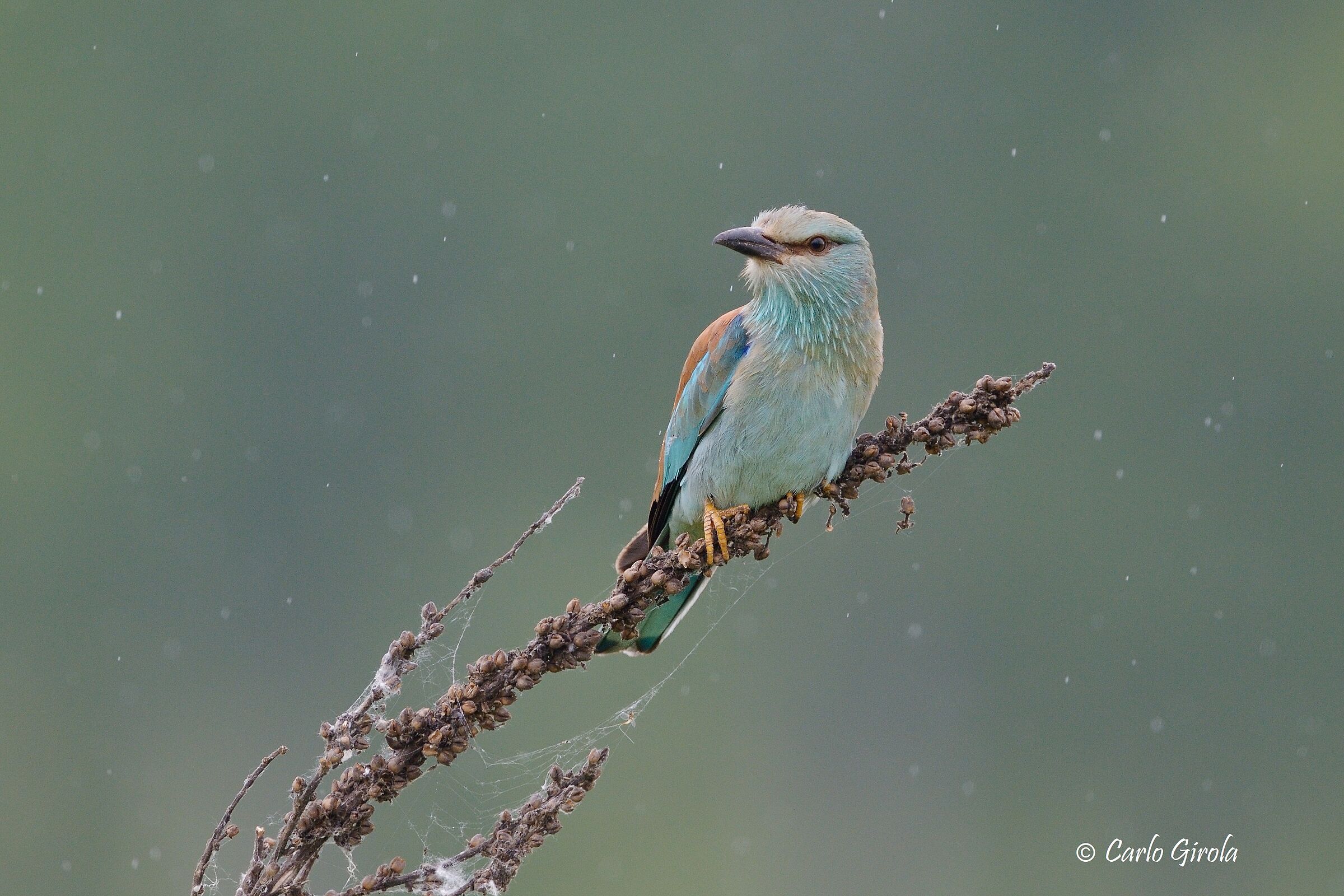 Sea jay (Coracias garrulus)