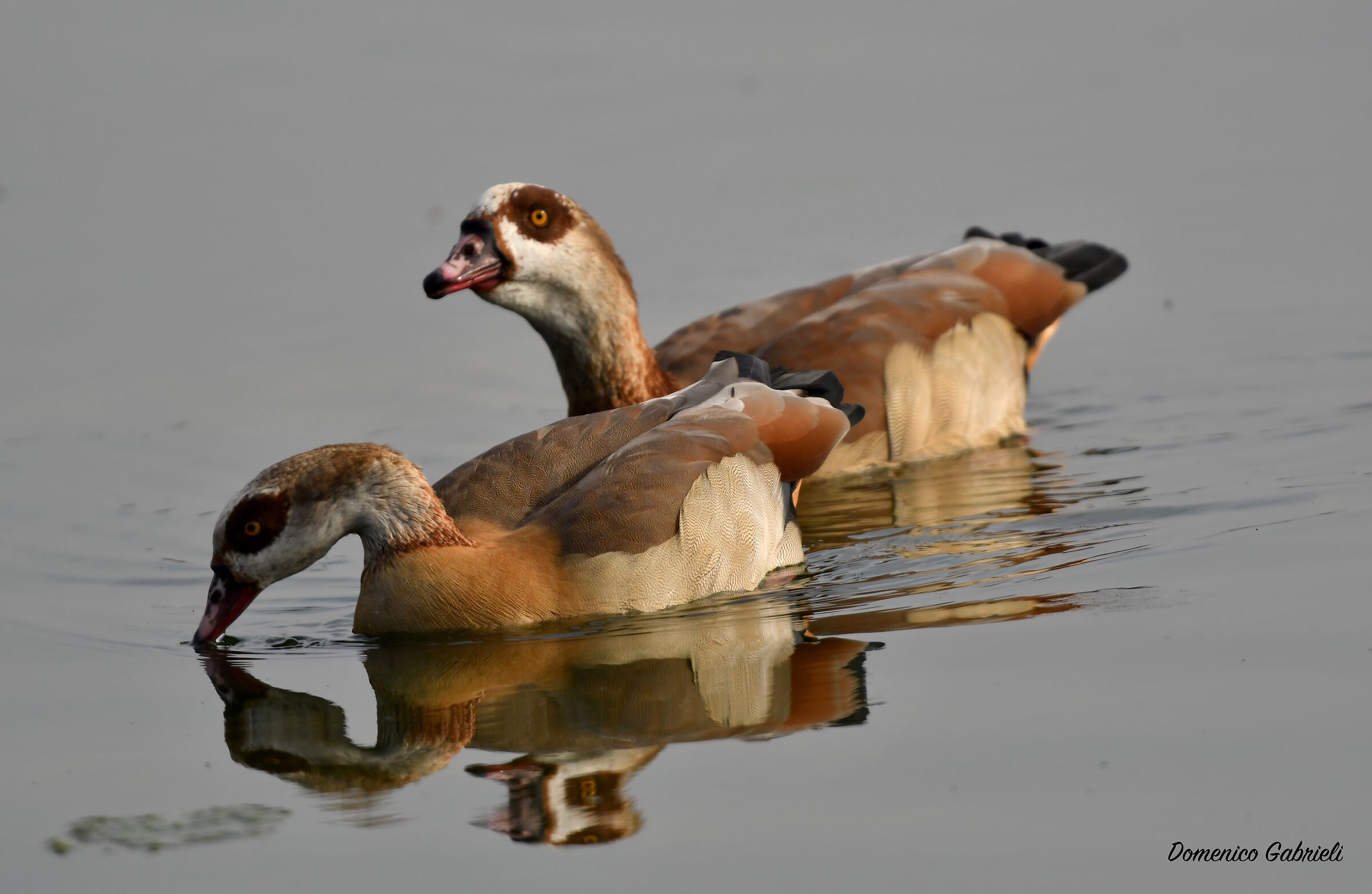 Egyptian goose