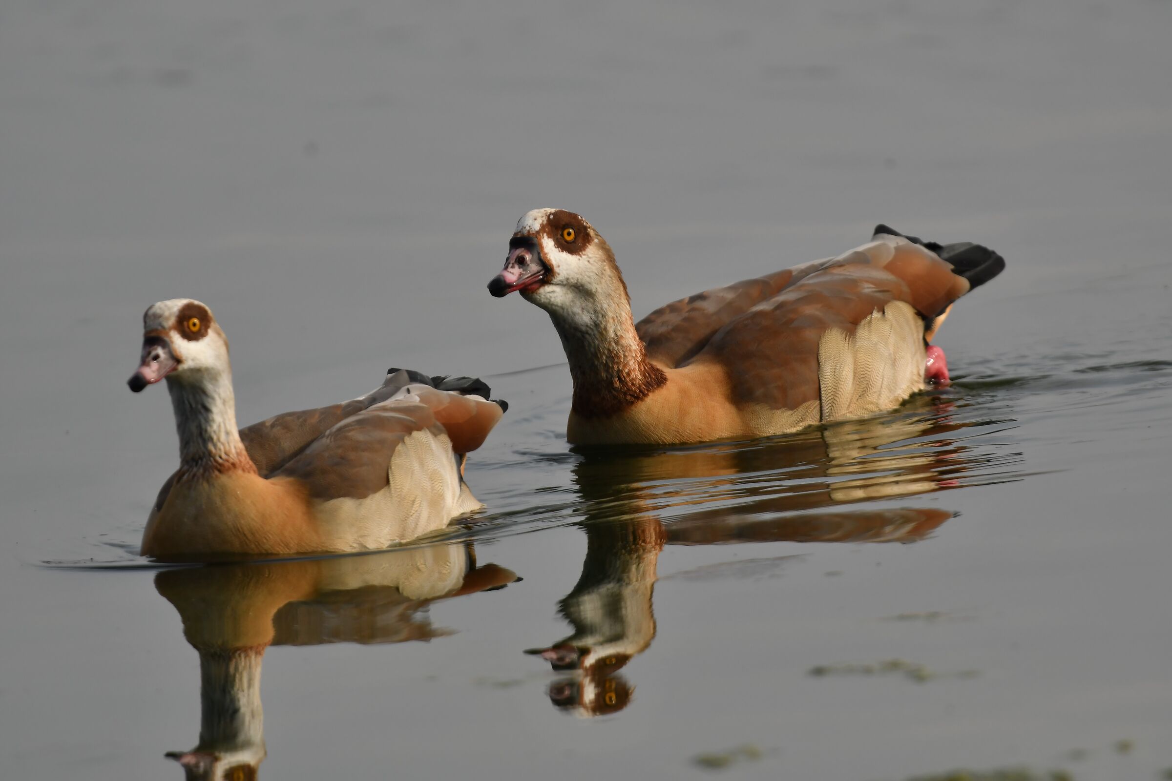 Egyptian goose