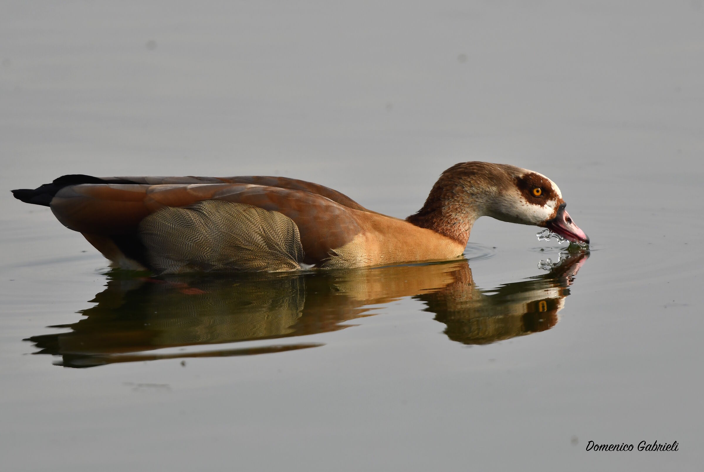 Egyptian goose