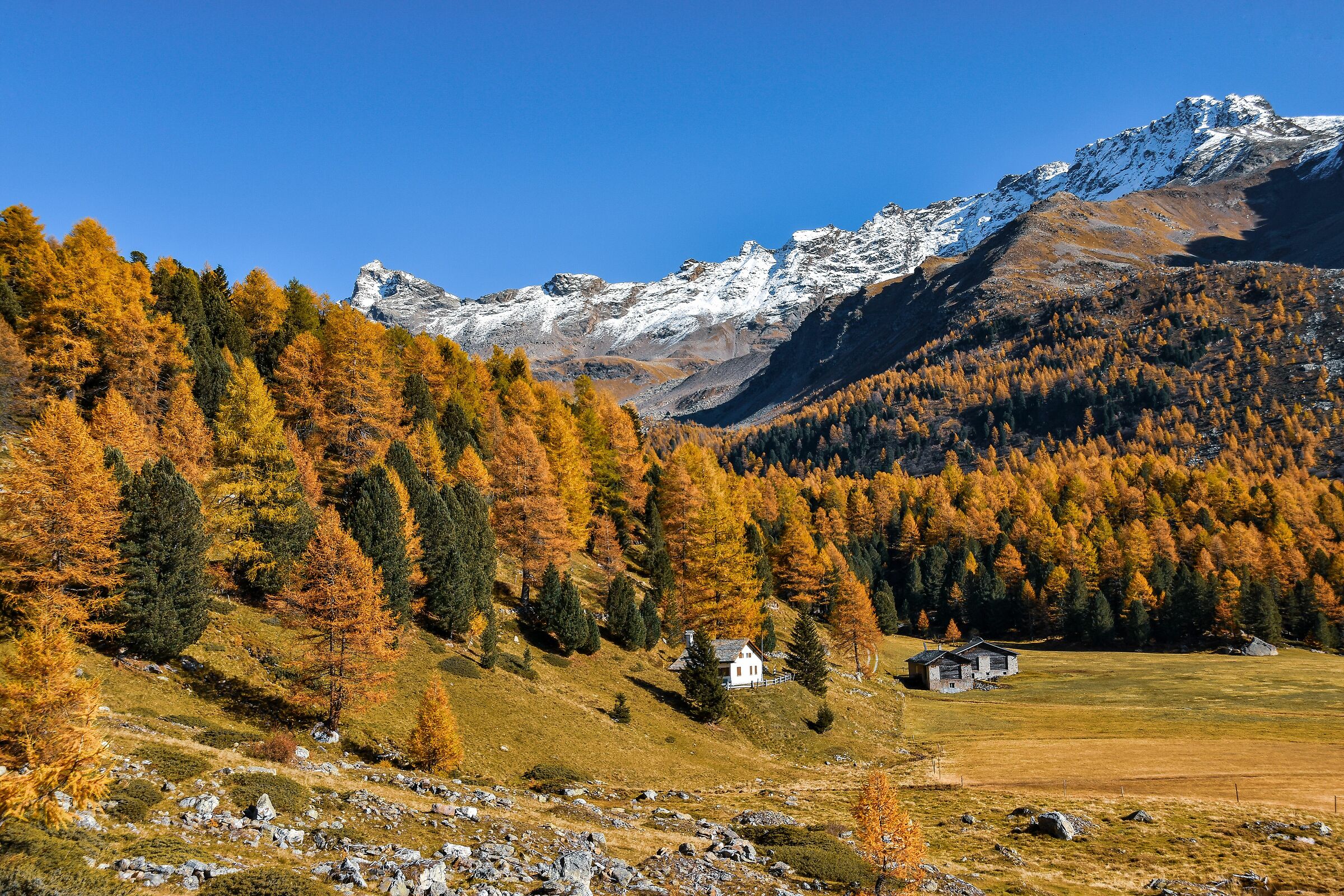 Larice in Val di Campo