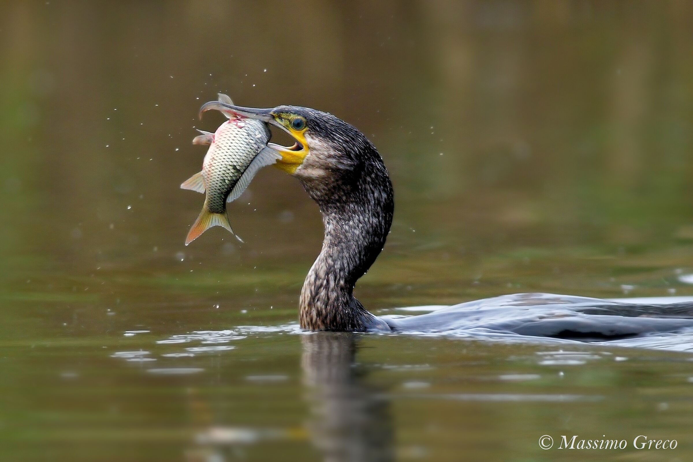 Cormorano at breakfast