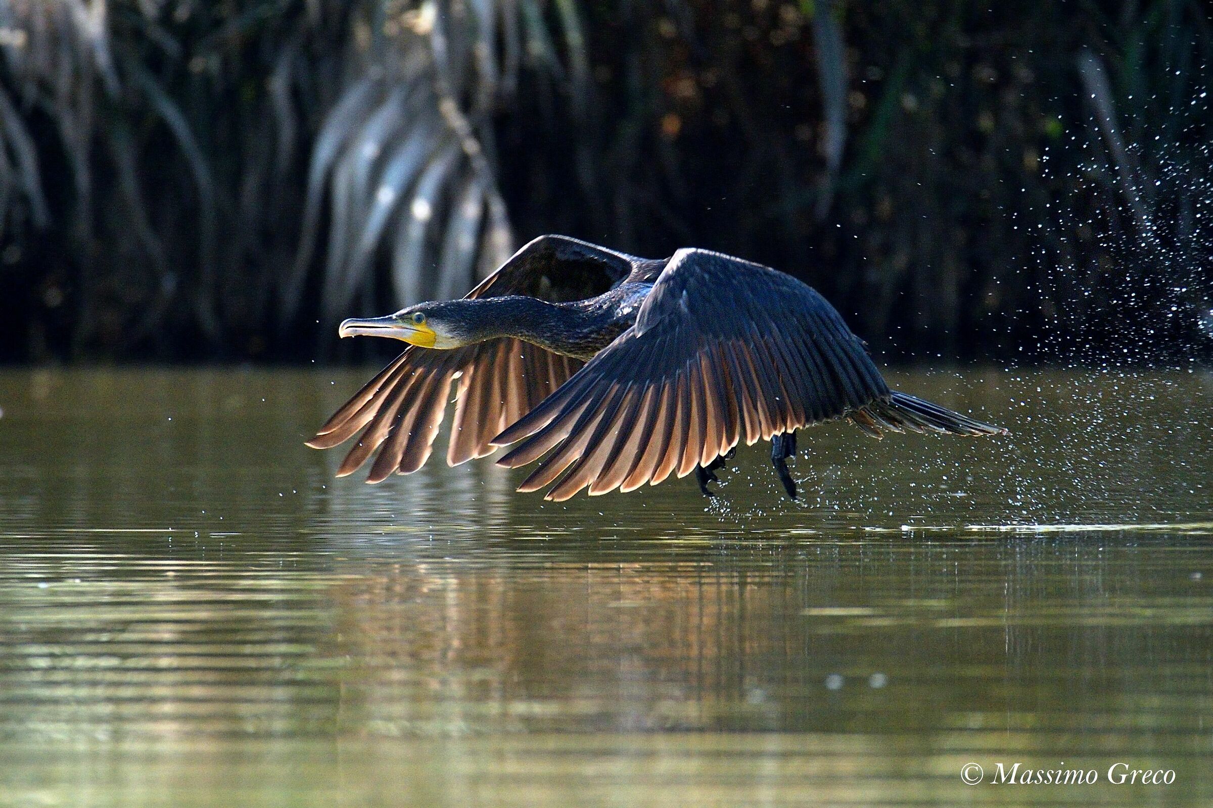 Cormorano taking off