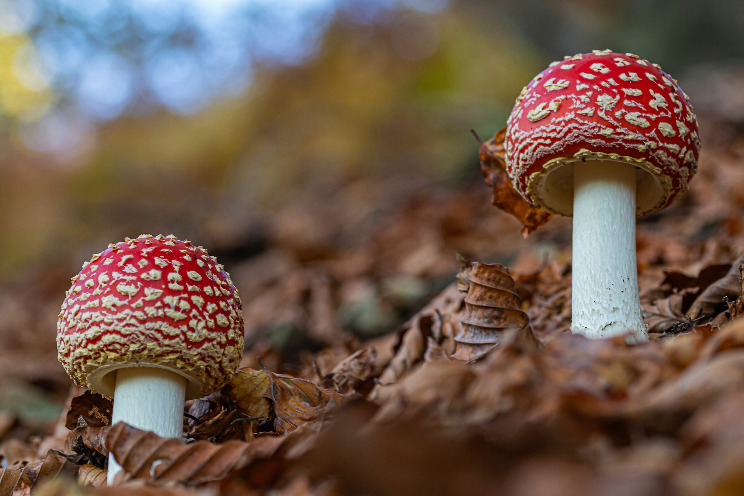 Amanita muscaria