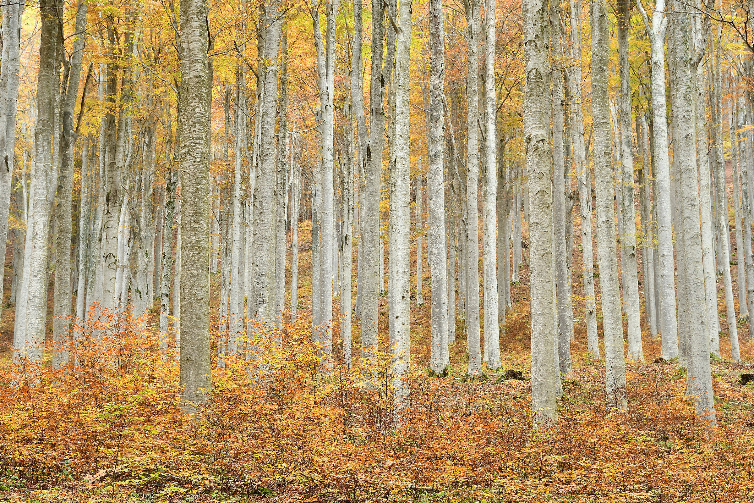 Immersi nei colori autunnali