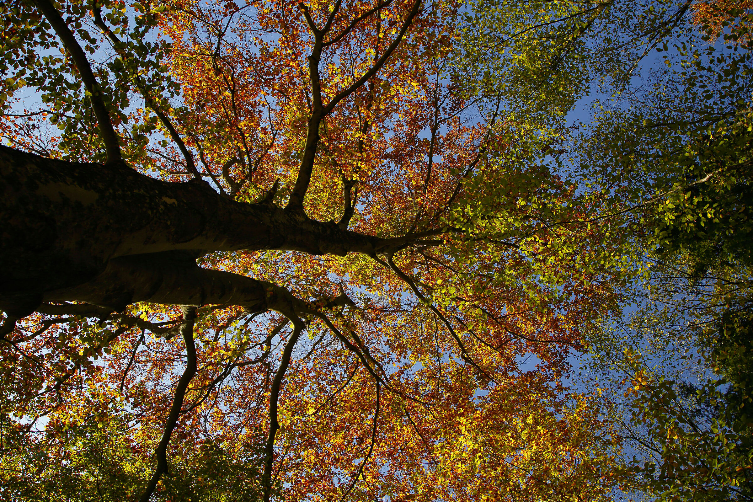 Nose up' between the foliage