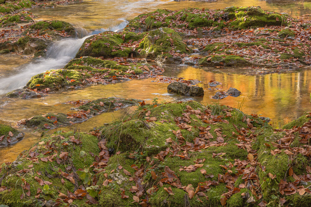 Torrente Arzino colorato dai faggi