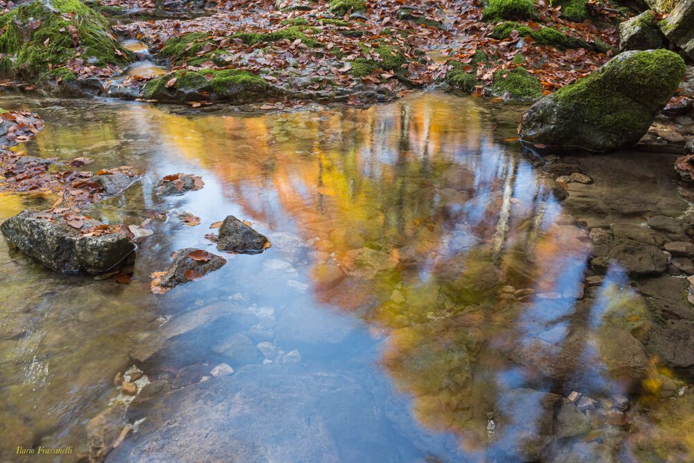 Faggi riflessi nel torrente Arzino