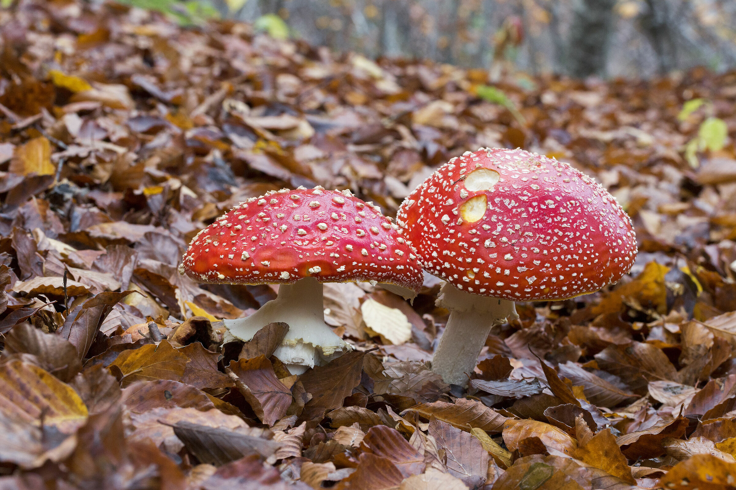 Il villaggio dei Puffi