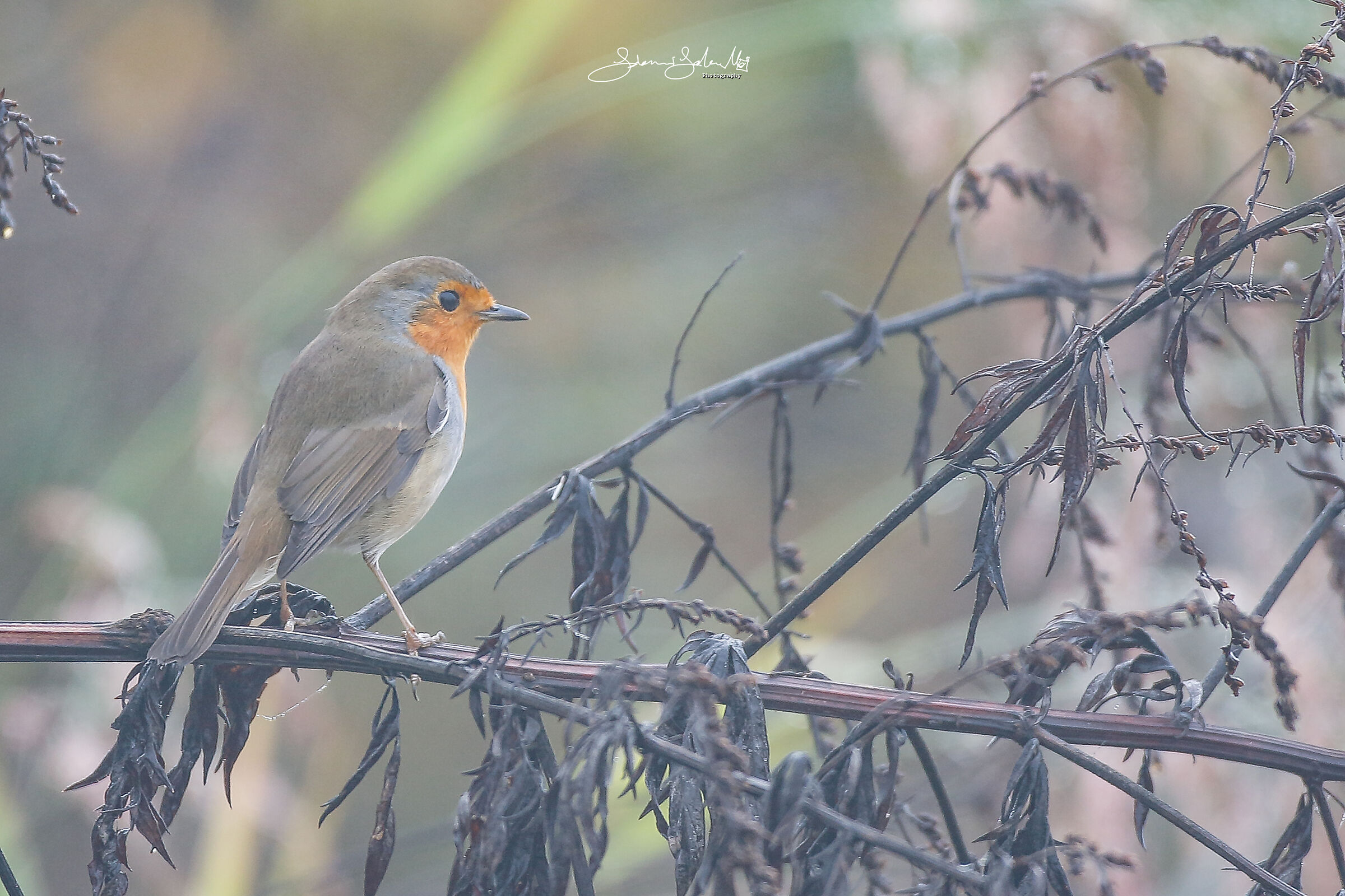 Robin in the fog (Erithacus rubecula, Linnaeus, 1758)