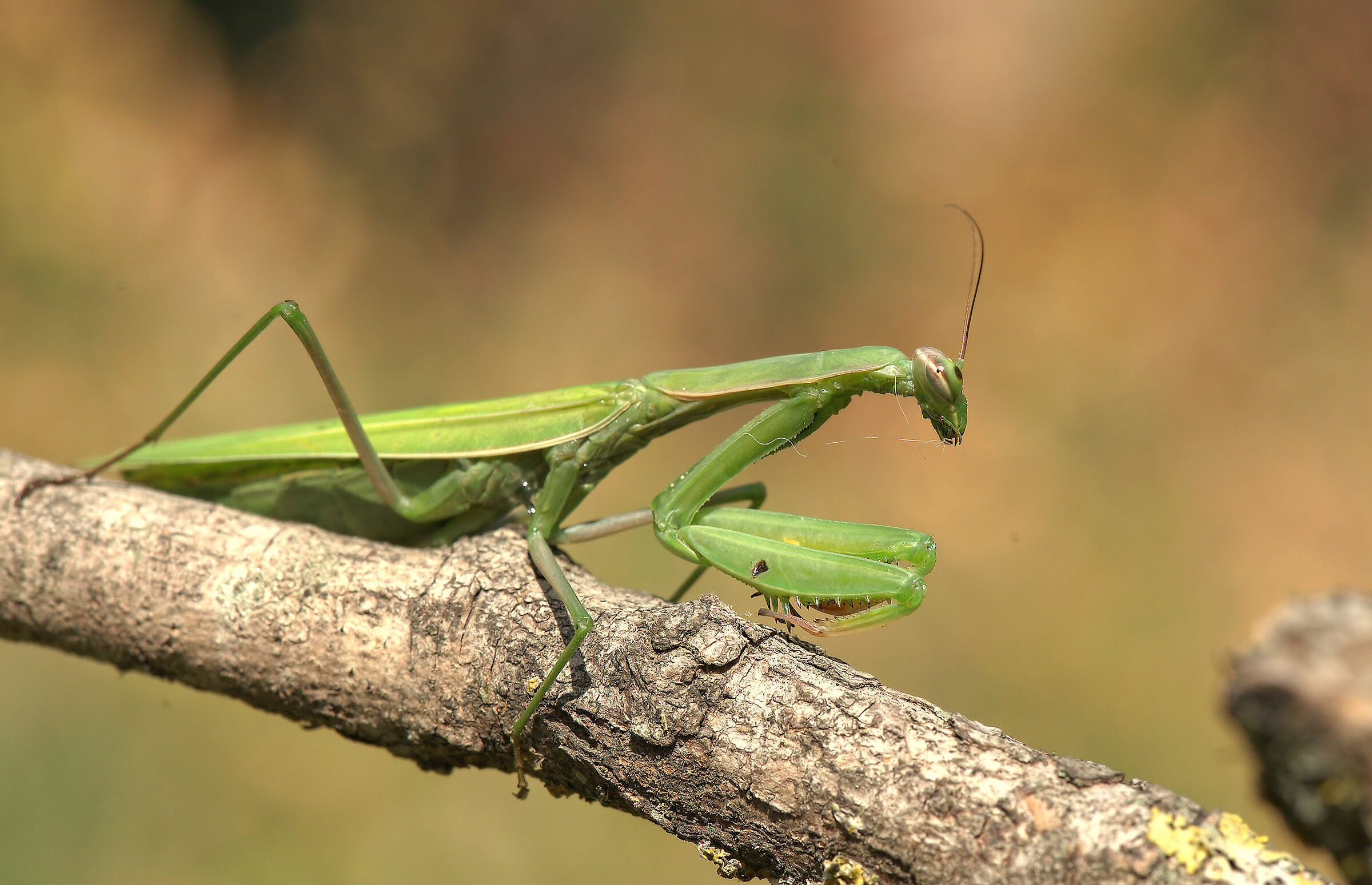 Religious mantis