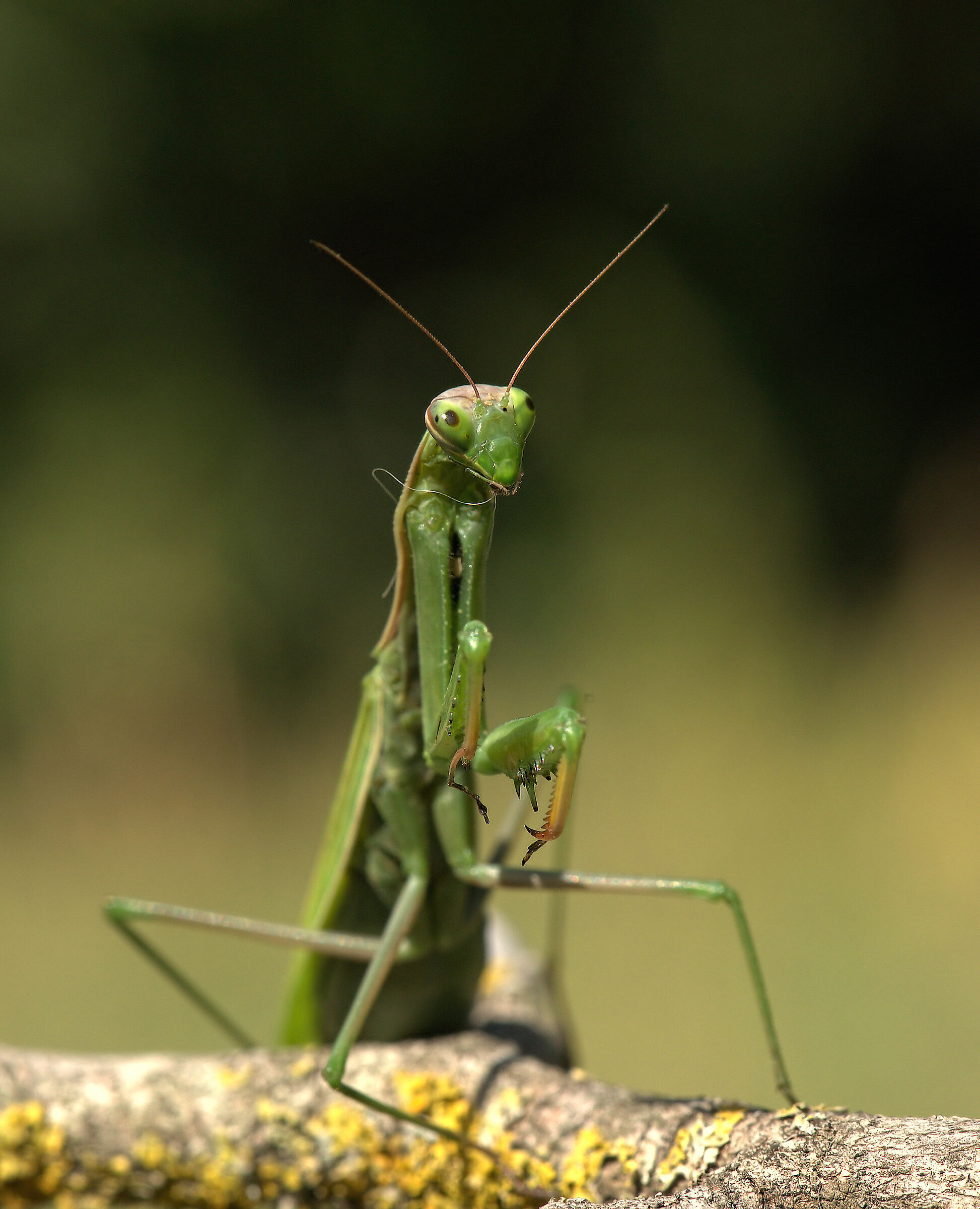 Religious mantis