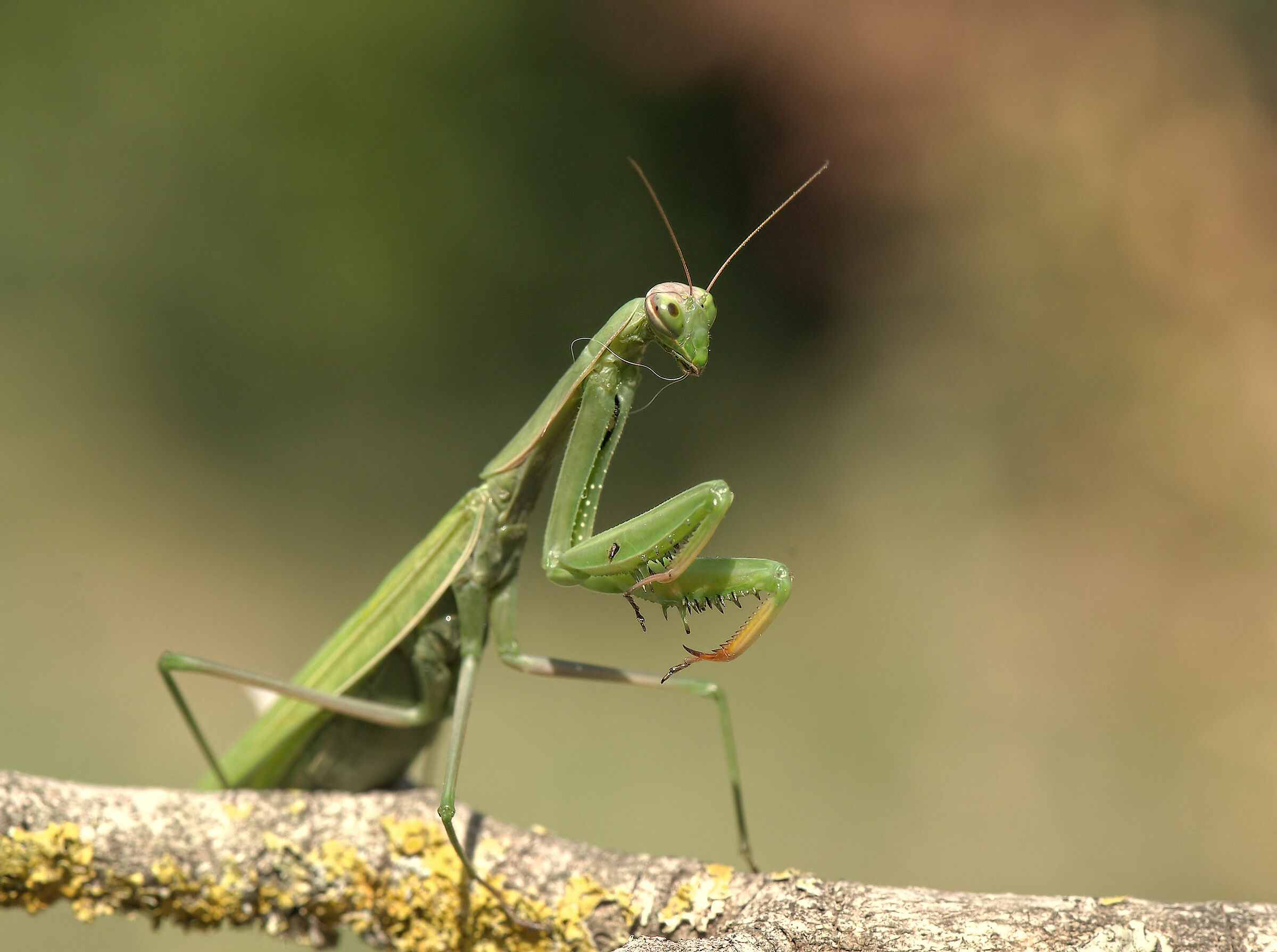 Religious mantis