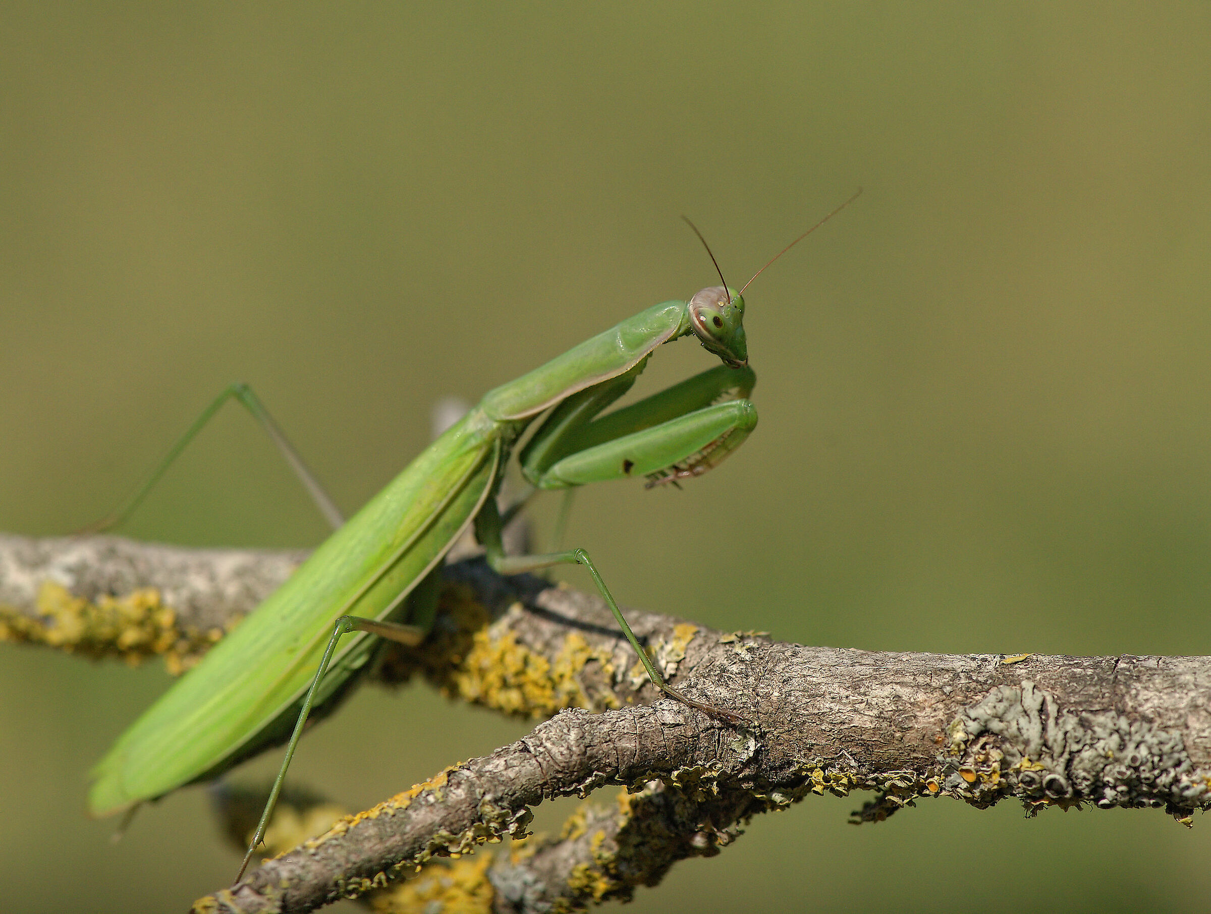 Religious mantis