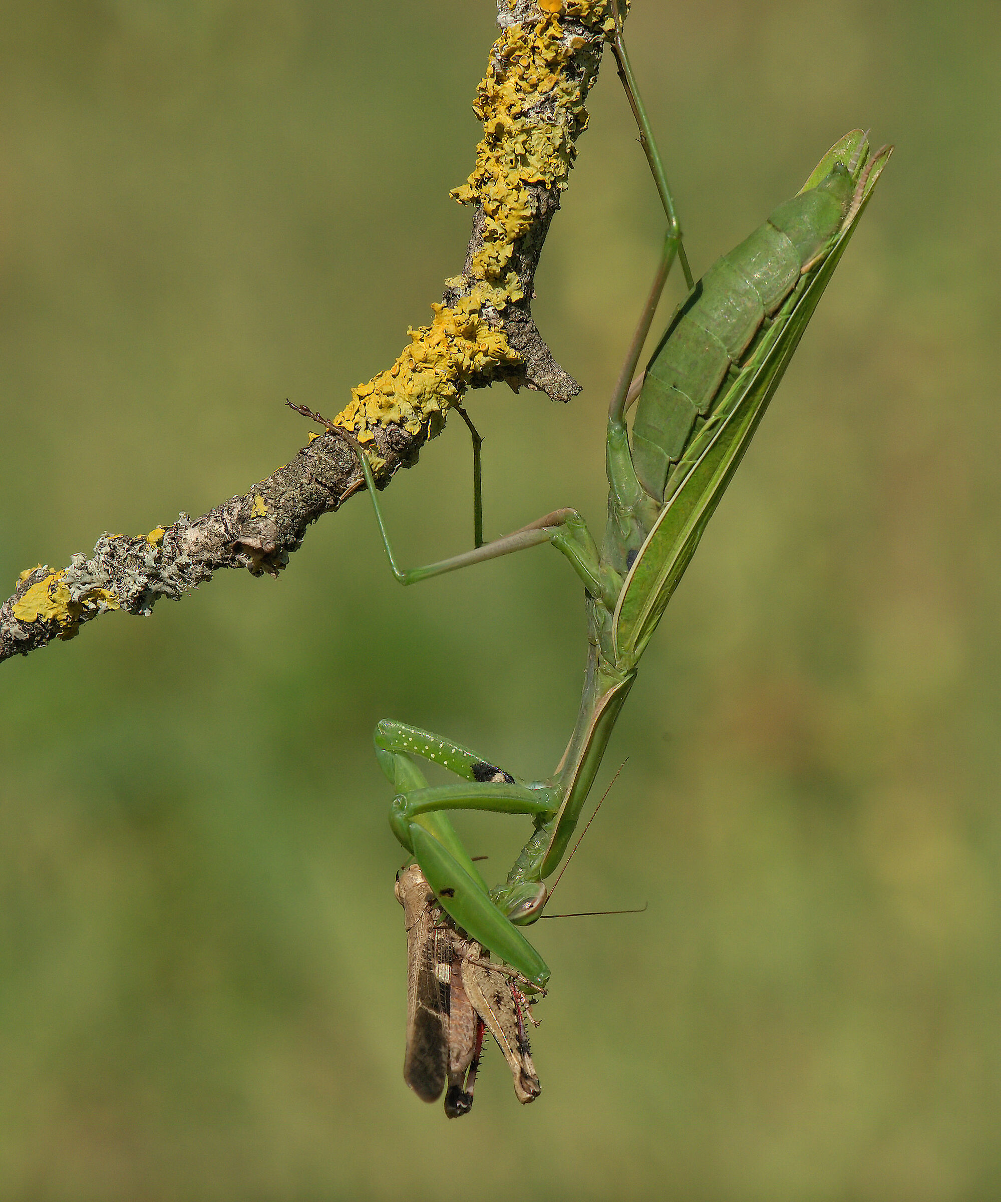 Religious mantis