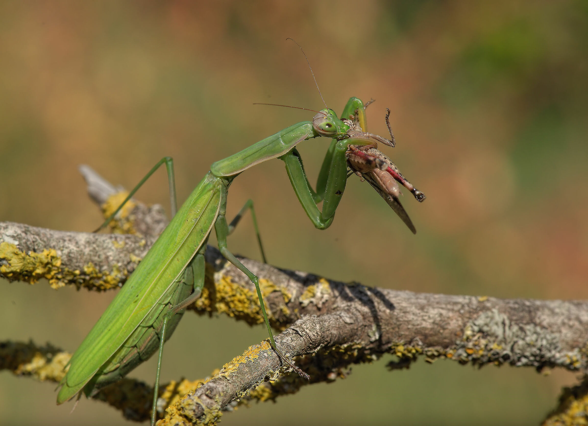 Religious mantis
