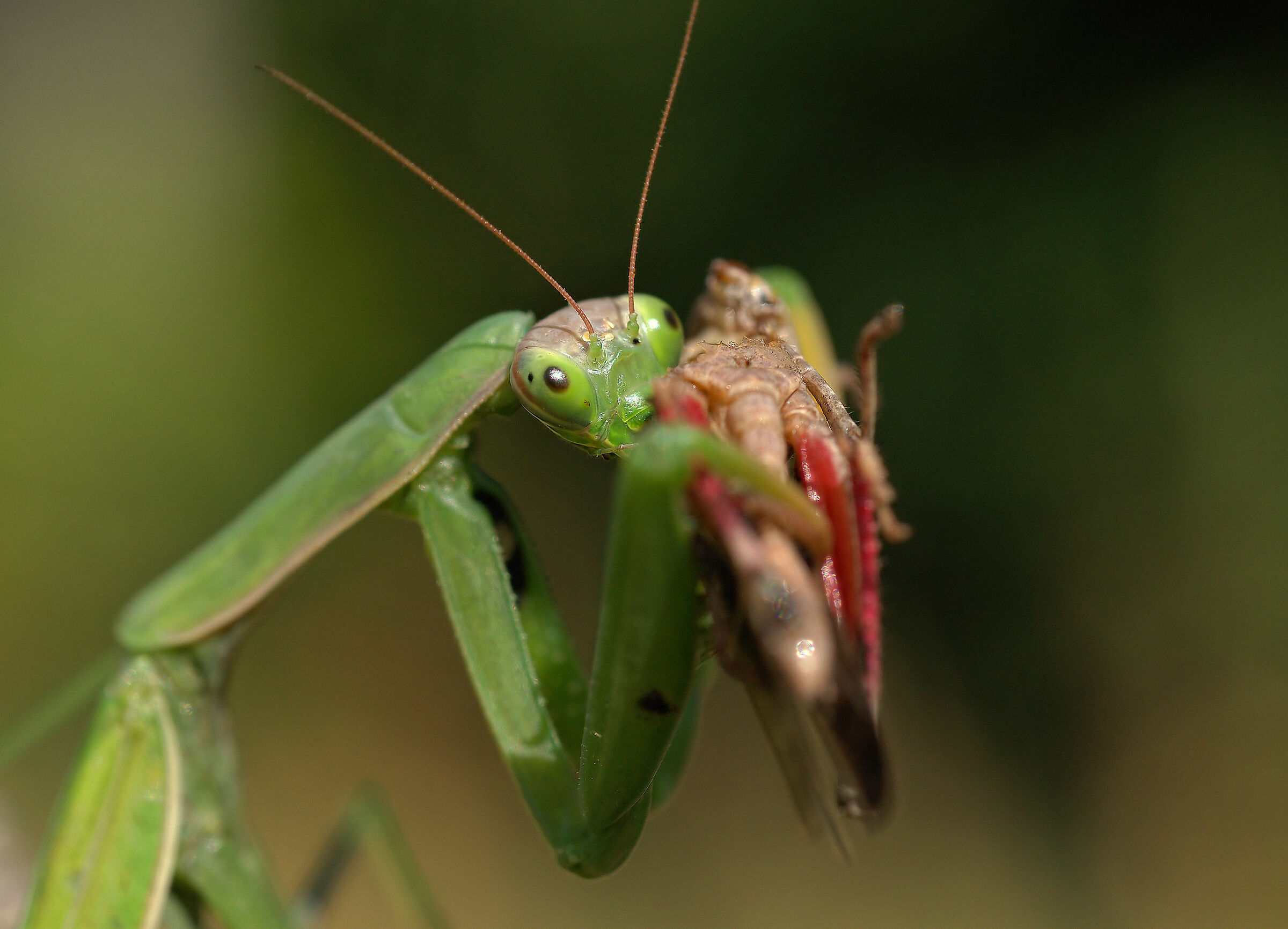 Religious mantis