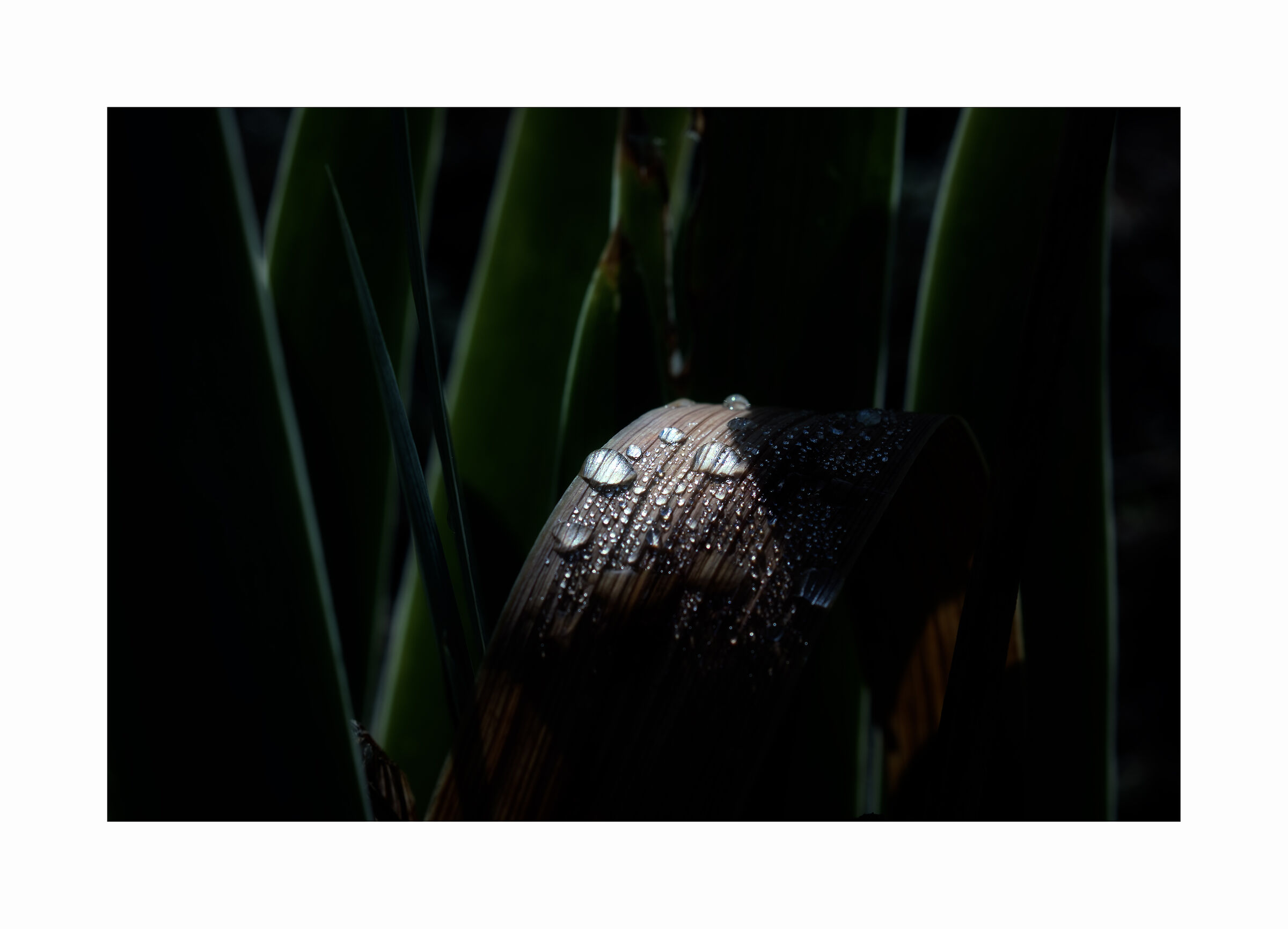 Le prime lacrime del mattino