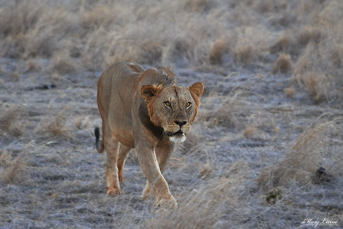 The Hunt