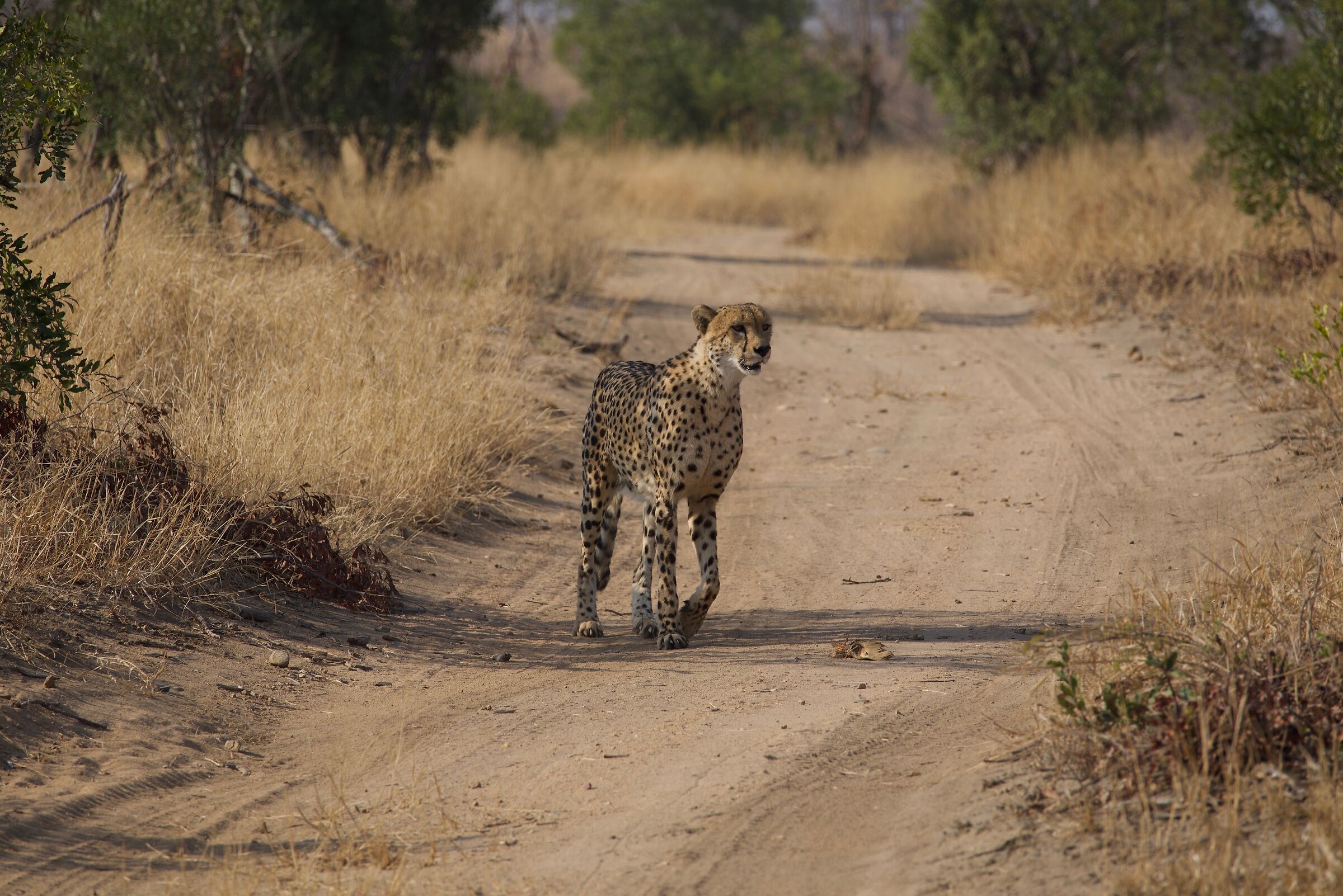 Cheetah approaching......