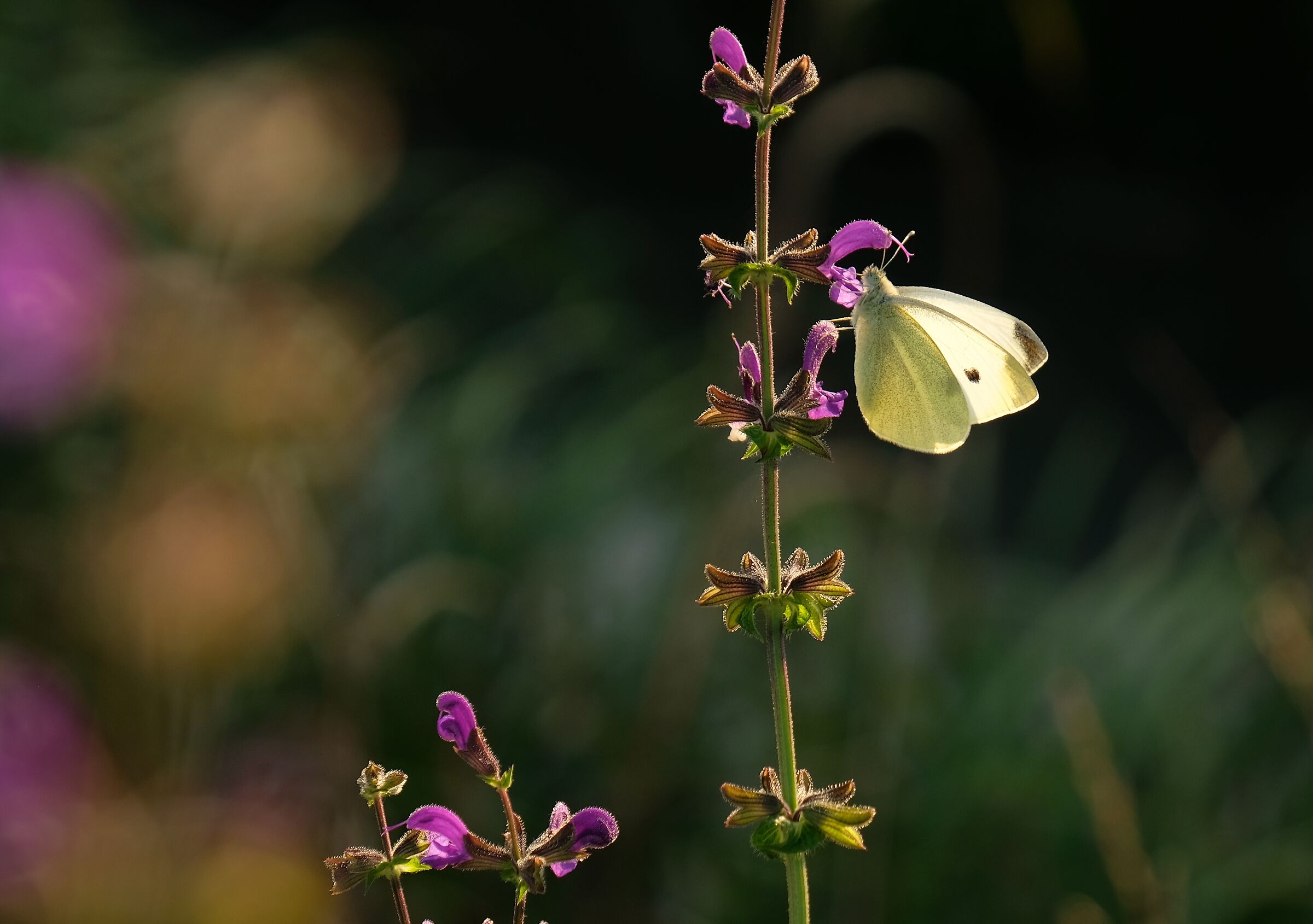 White butterfly