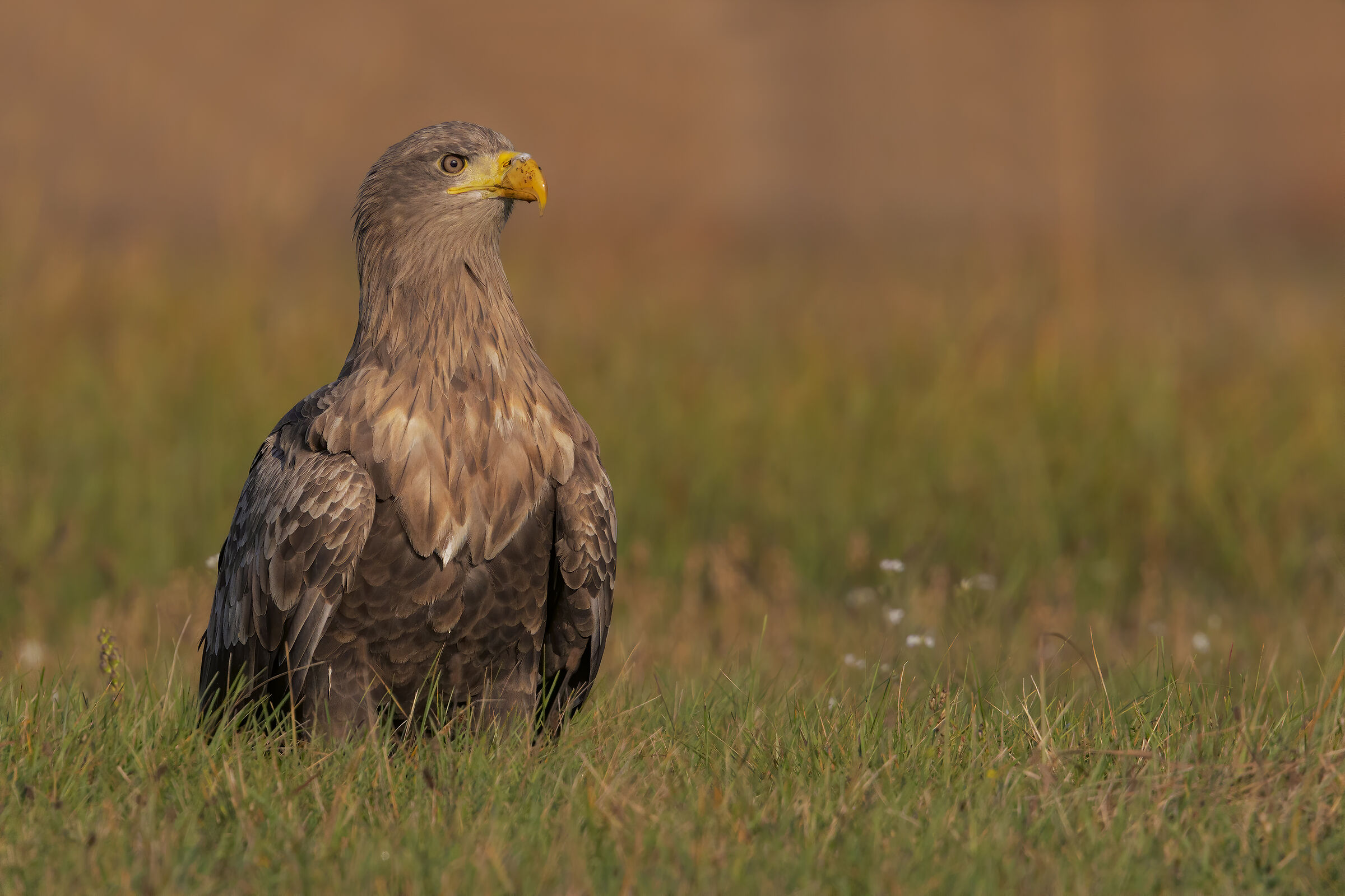 Aquila di mare codabianca  Adulto