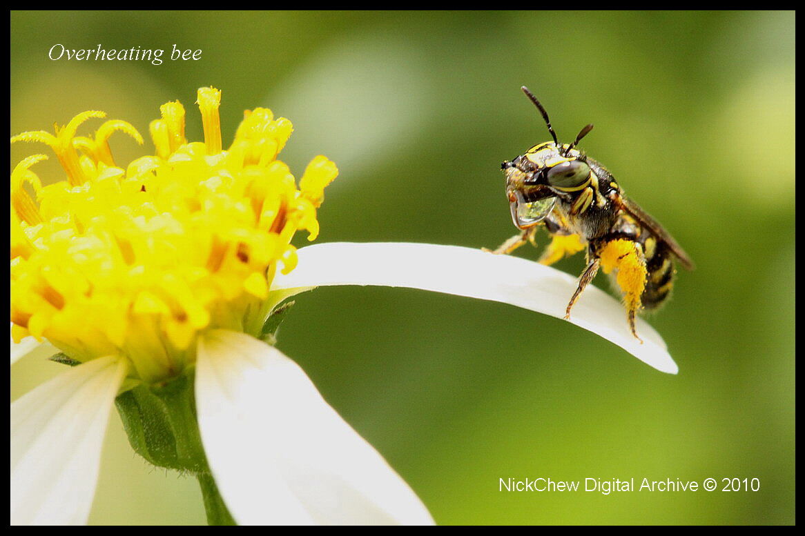 Un'ape surriscaldamento che si raffredda
