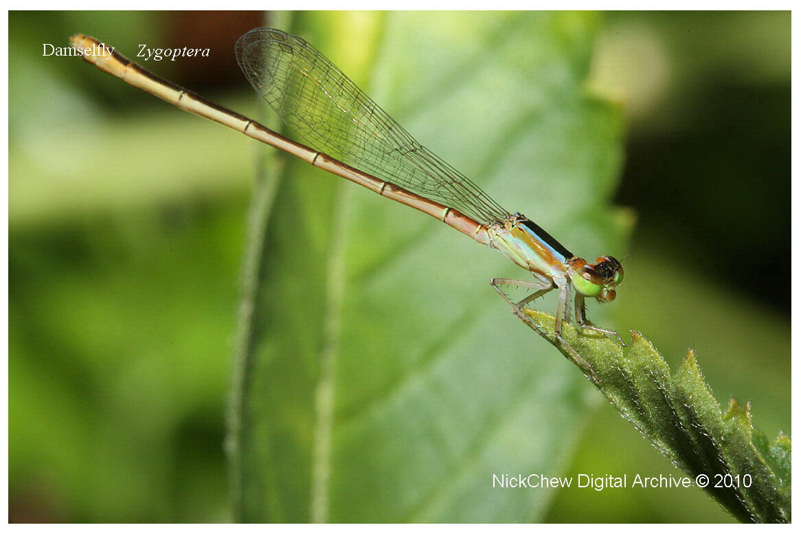 Damselfly
