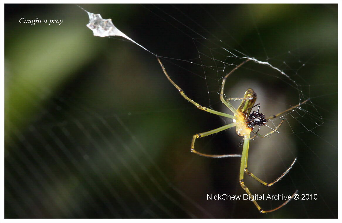 Orsa ragno ragno ragno ragno